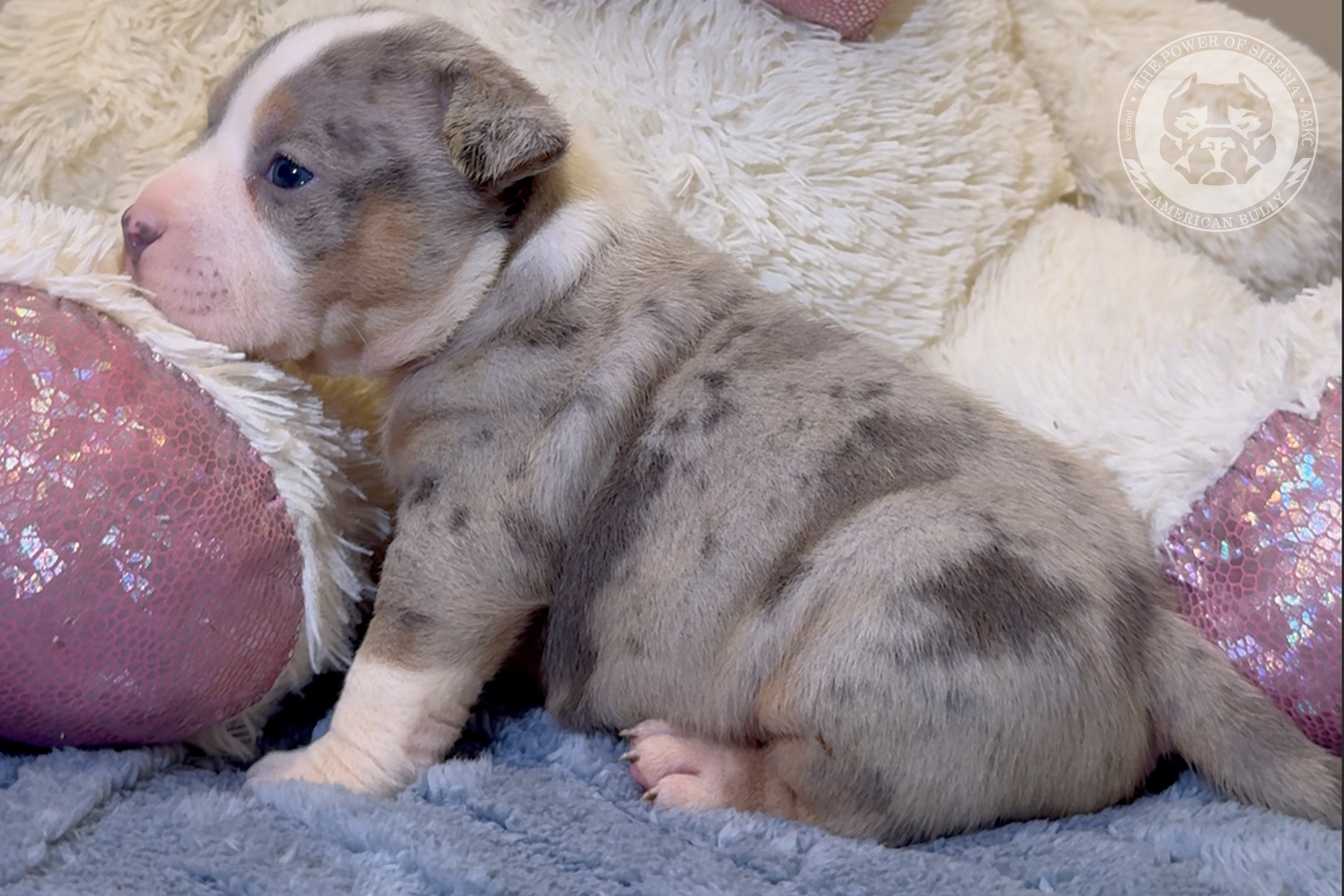 Свободные щенки Американский Булли, в типах покет, классик, стандарт. Американский Булли в г. Ростов-на-Дону. Питомник THE POWER OF SIBERIA