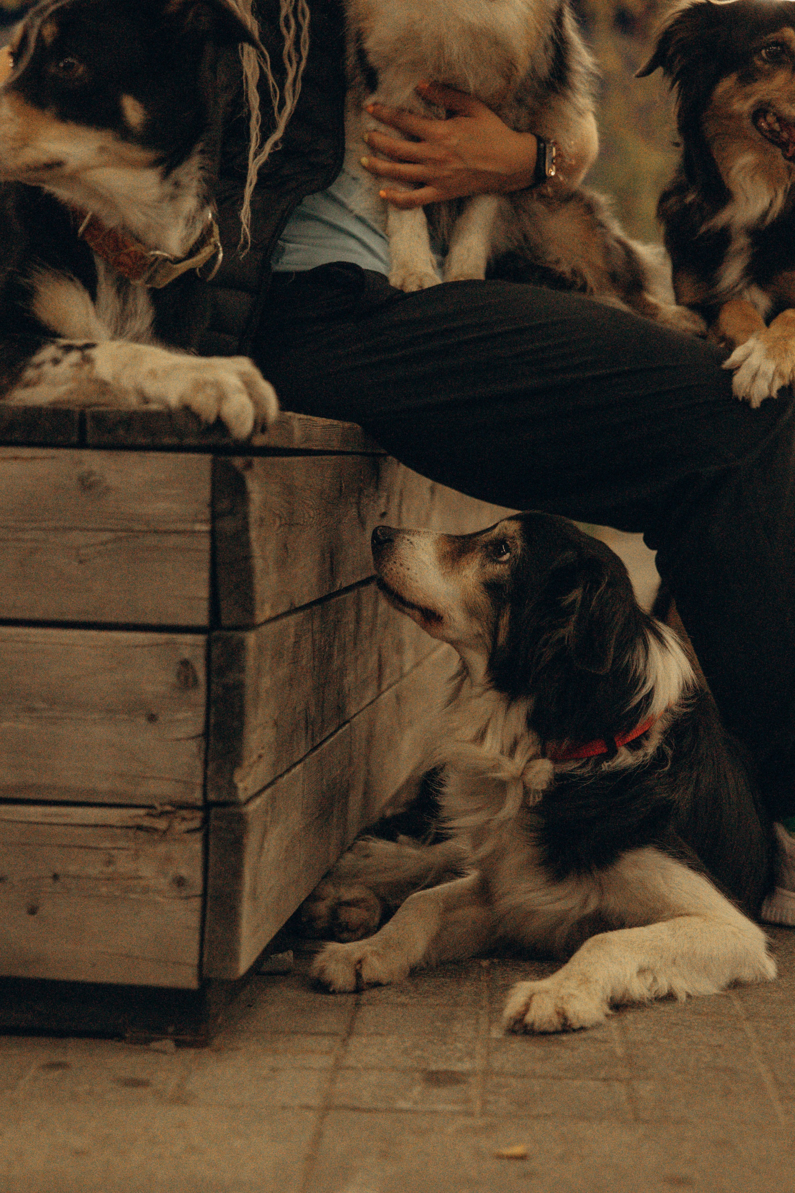 Алла и ее компания. Фотограф анималист в Казани Алина Сулейманова. Фотограф животных