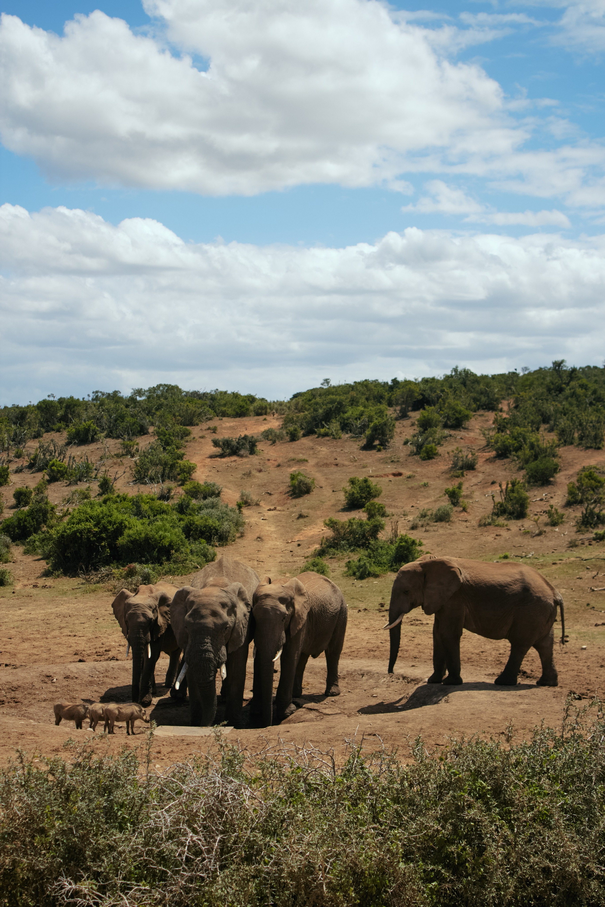 ЮАР. Профессиональный Фотограф во Владимире, в Москве и в Суздале — Полина Романычева