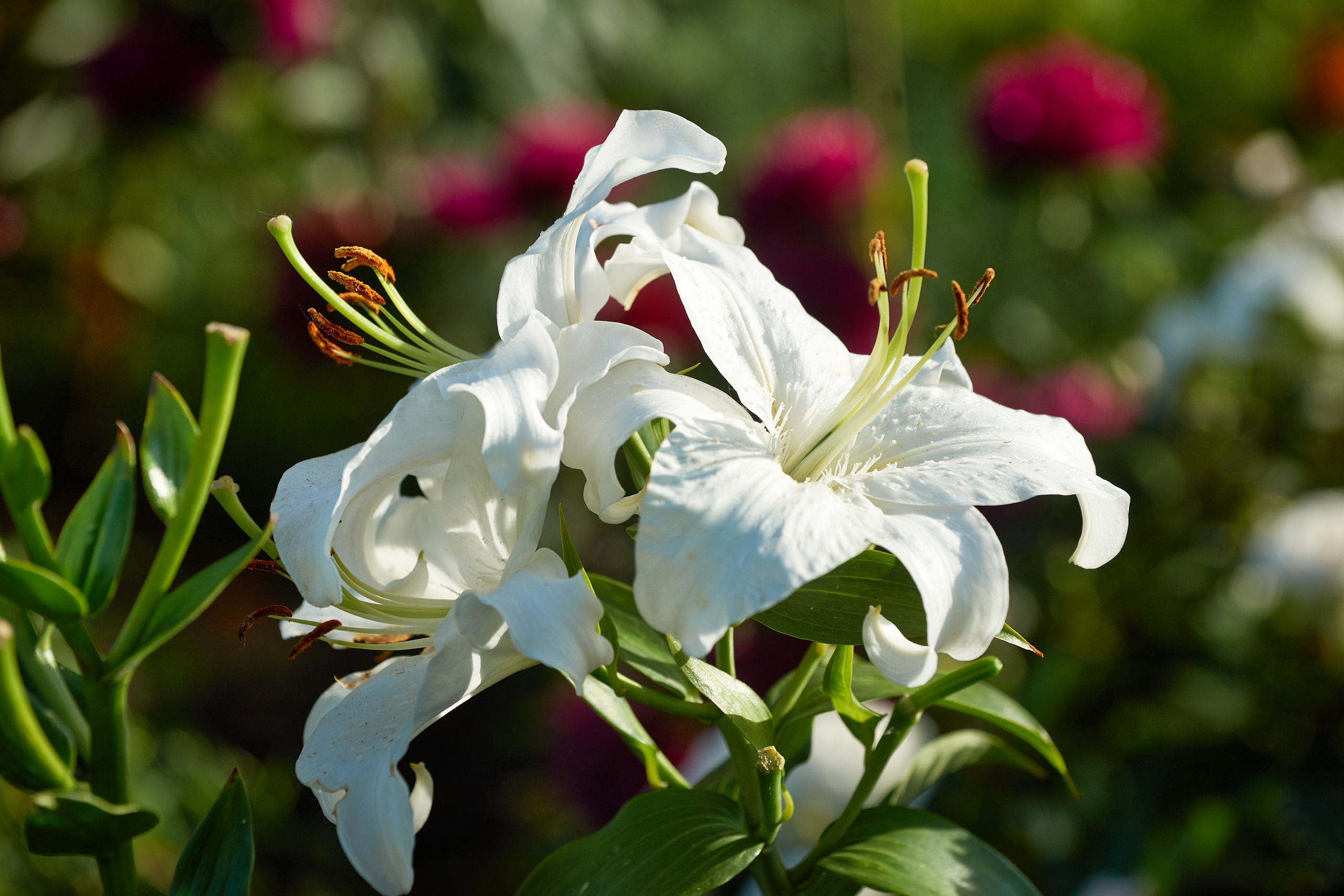 Наша мать — природа. Фотограф Владимир Артамонов