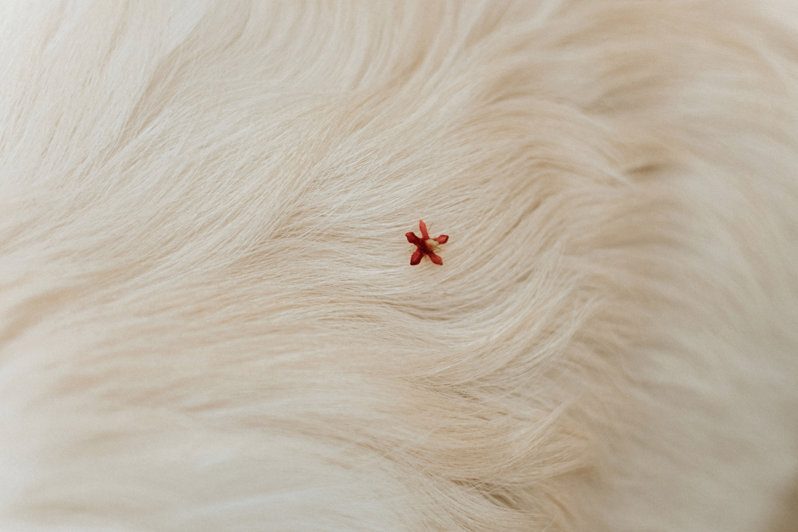 Игорь, Лена, Юки. Фотограф Москва, Санкт-Петербург, Абакан