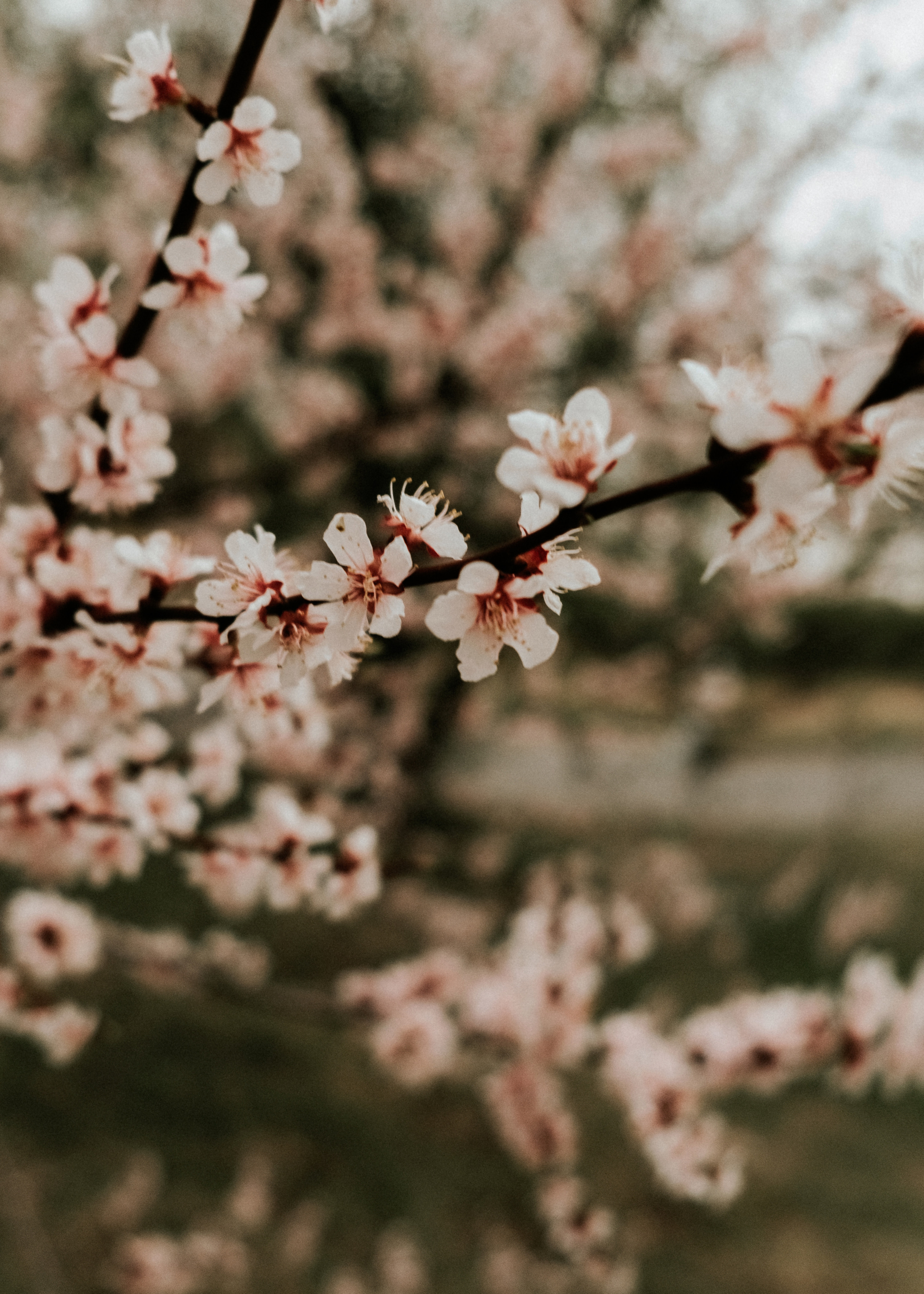 Игорь, Лена, Юки. Фотограф Москва, Санкт-Петербург, Абакан