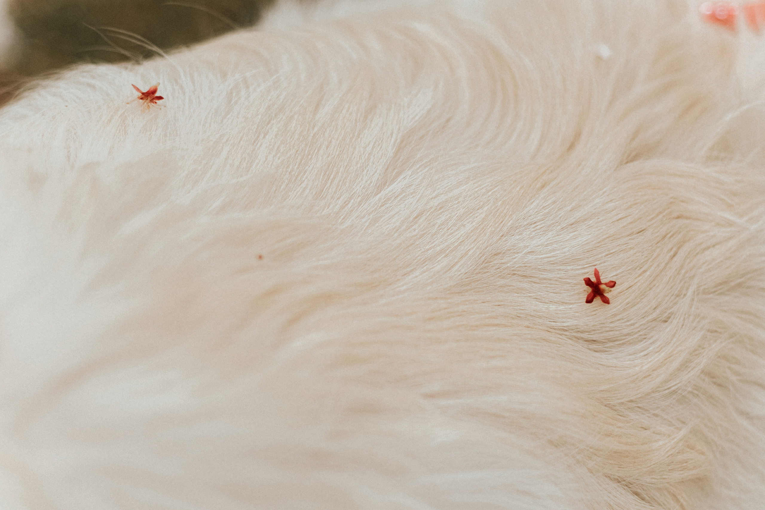 Игорь, Лена, Юки. Фотограф Москва, Санкт-Петербург, Абакан