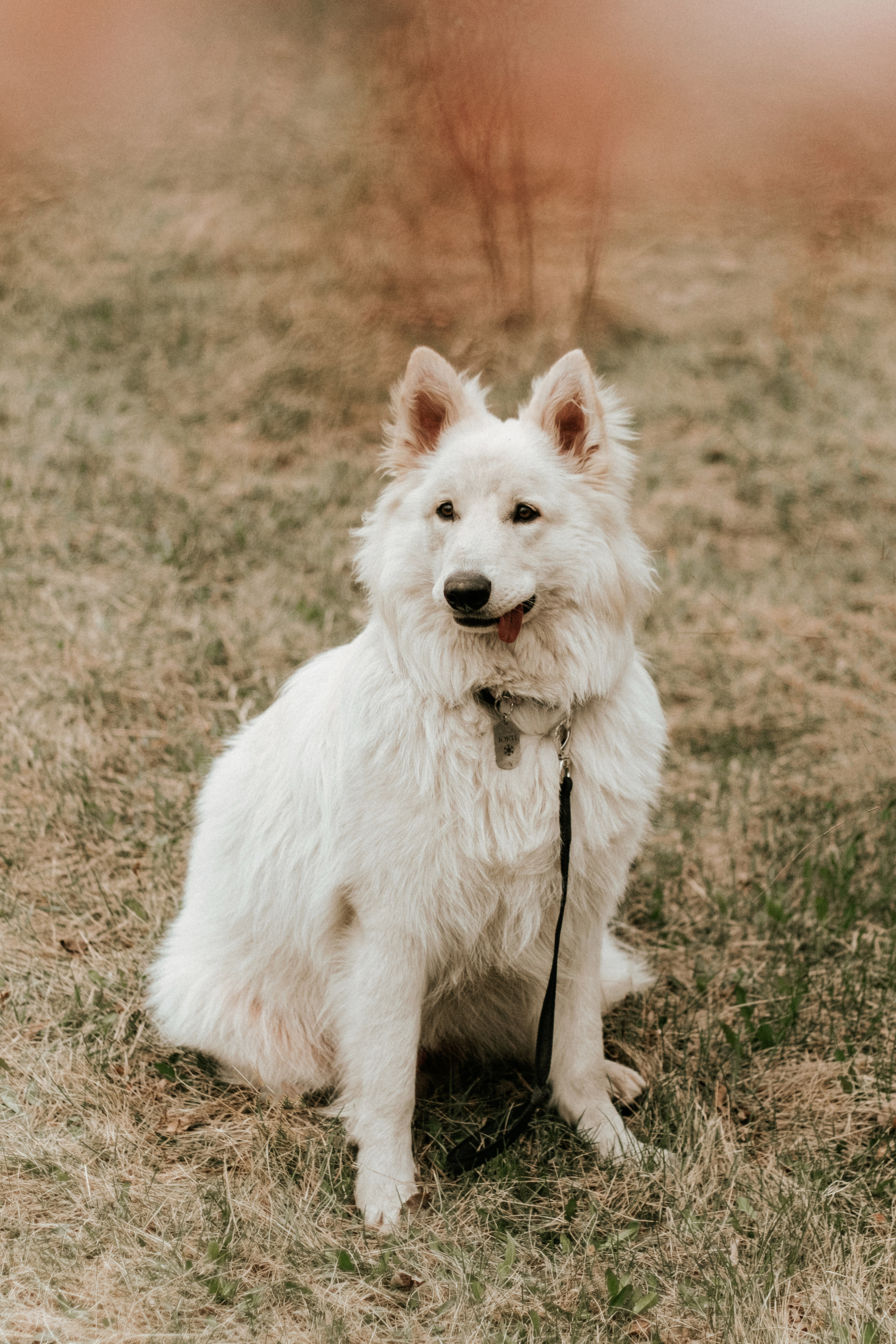 Игорь, Лена, Юки. Фотограф Москва, Санкт-Петербург, Абакан