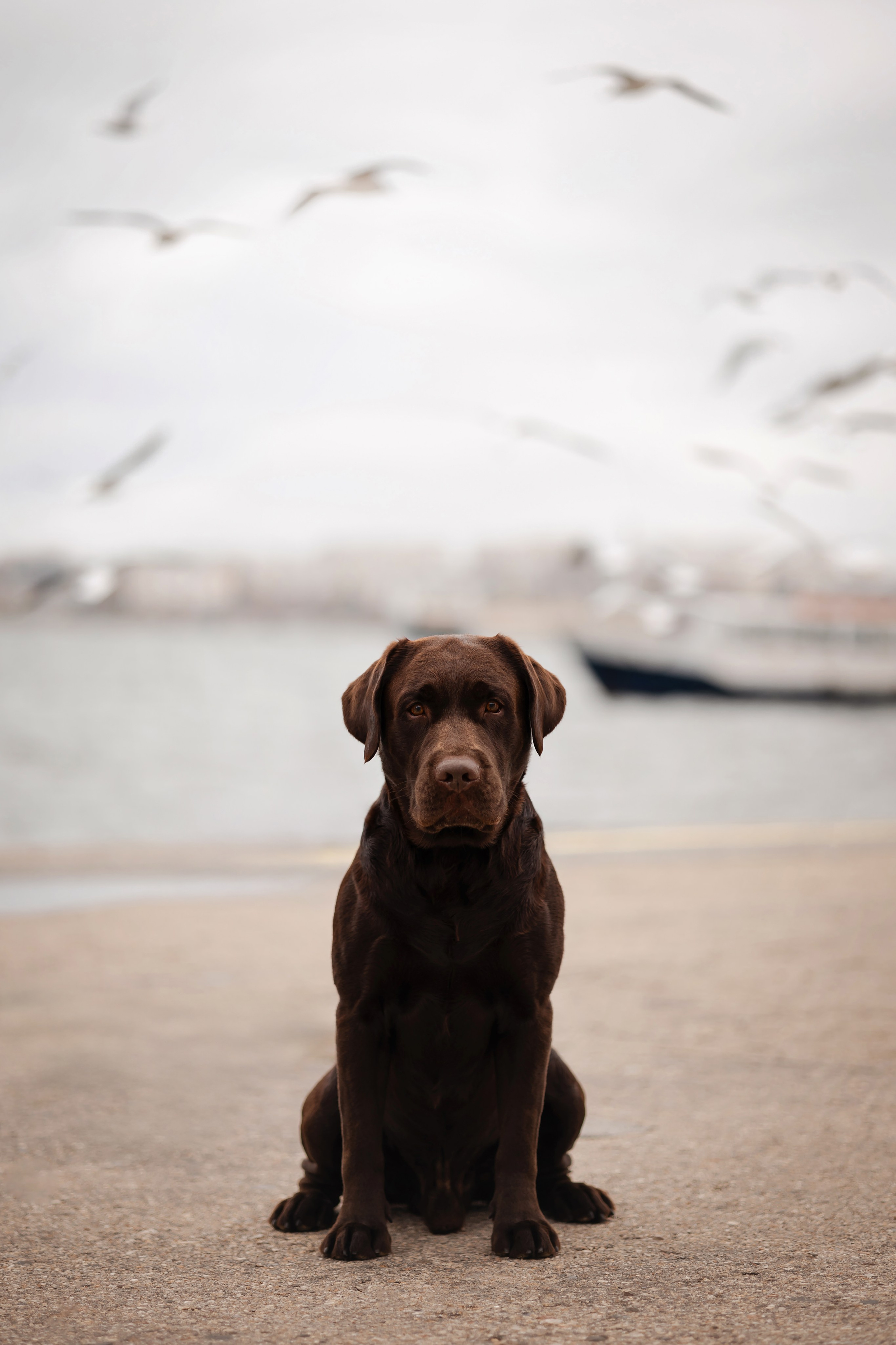 Фотосессия в центре Севастополя. Фотограф-анималист в Краснодаре Маша Мельникова