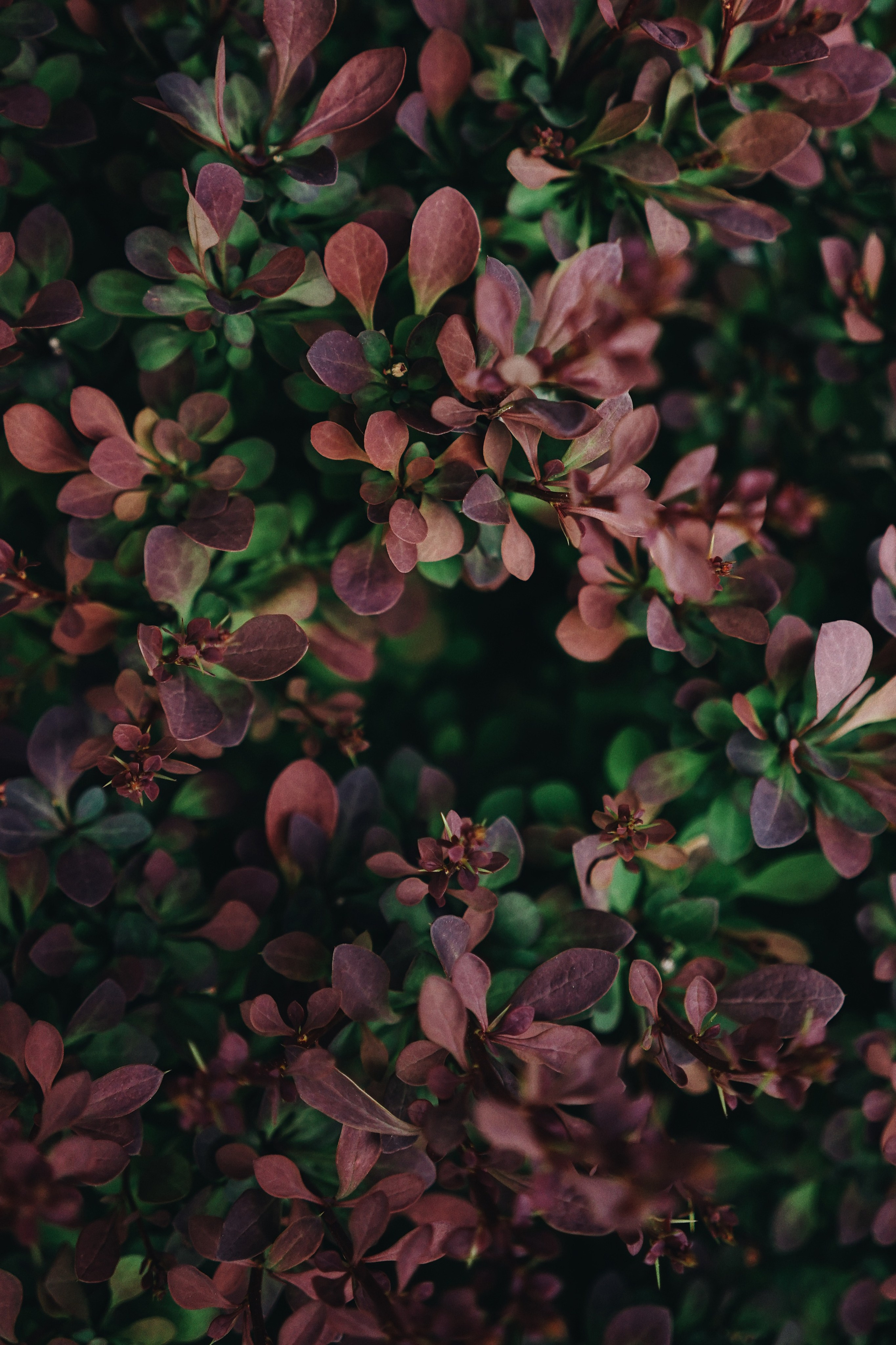 Nature. Ксения Копна. Фотограф из Санкт-Петербурга