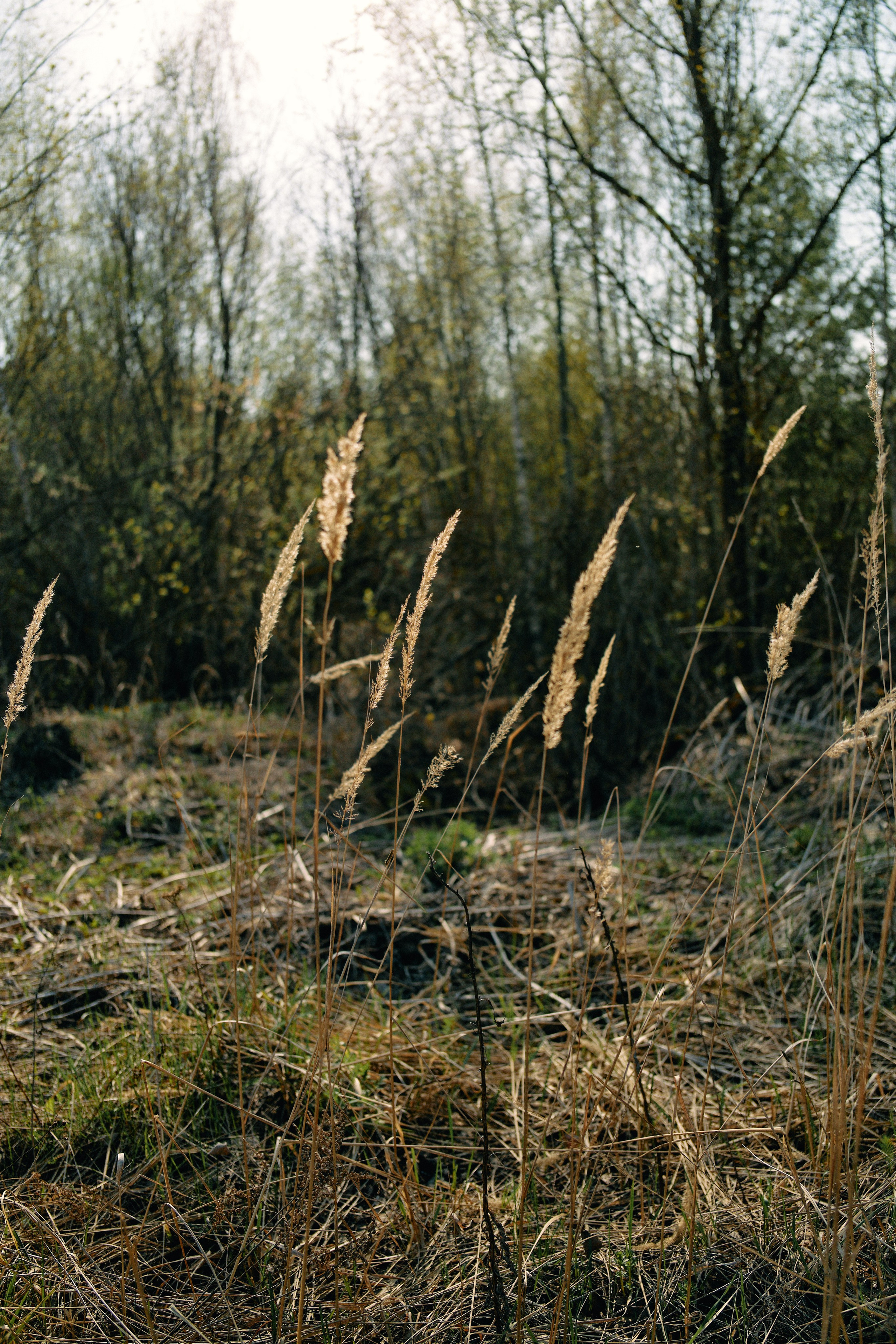 Бутик-отель Поле летом. Профессиональный Фотограф во Владимире, в Москве и в Суздале — Полина Романычева