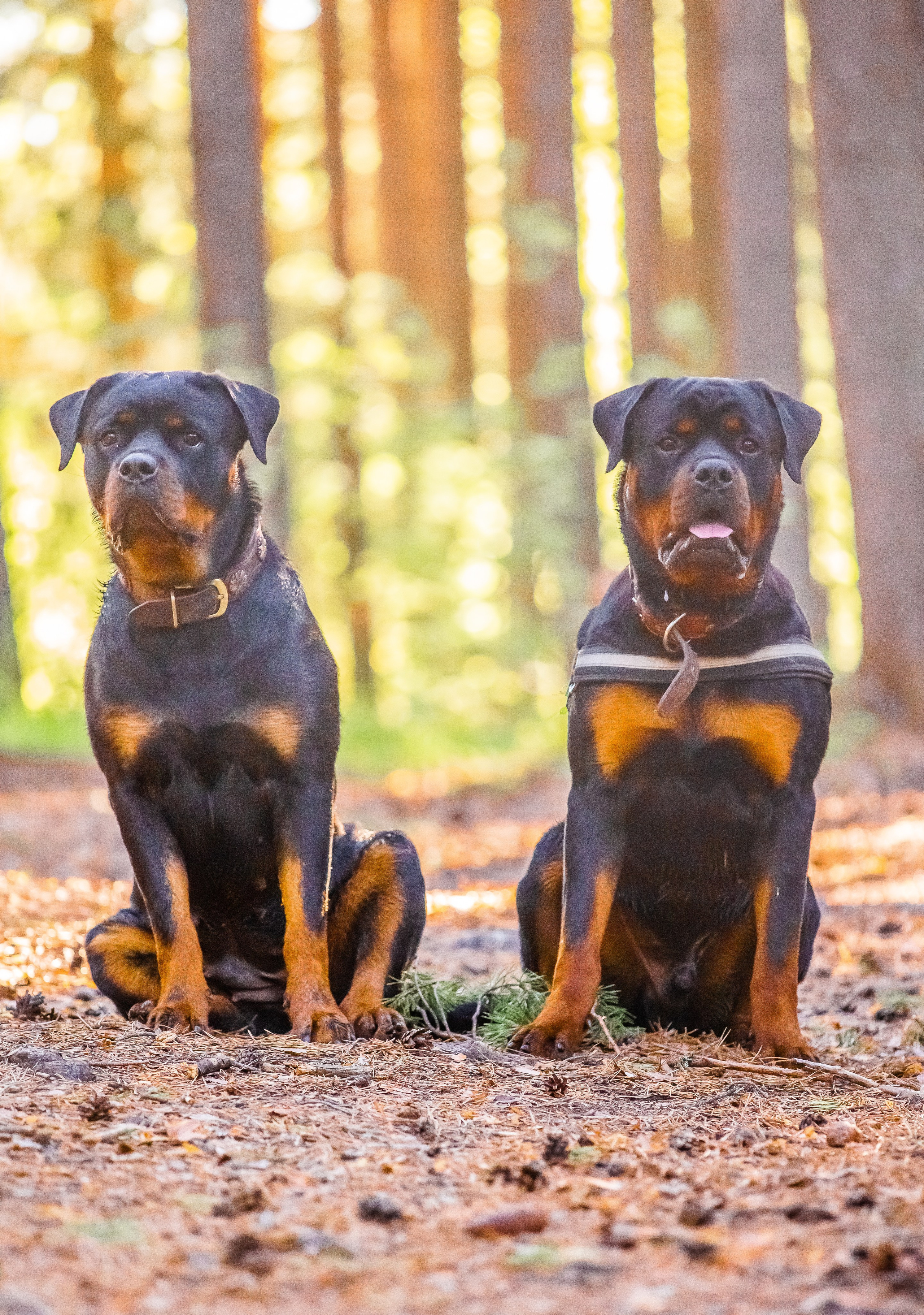 Животные. Авторские туры с профессиональным фотографом