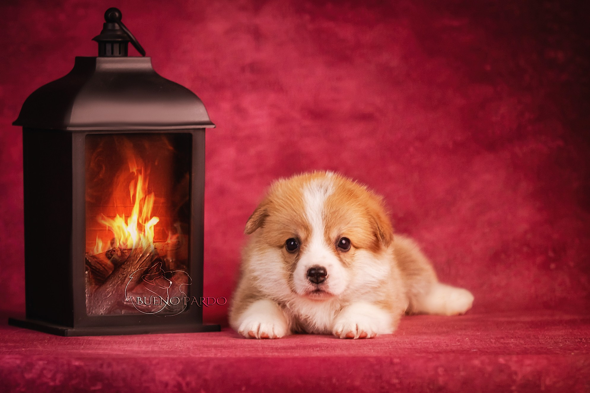 Щенки вельш корги пемброк из питомника. Питомник собак Акита, Хаски, Корги