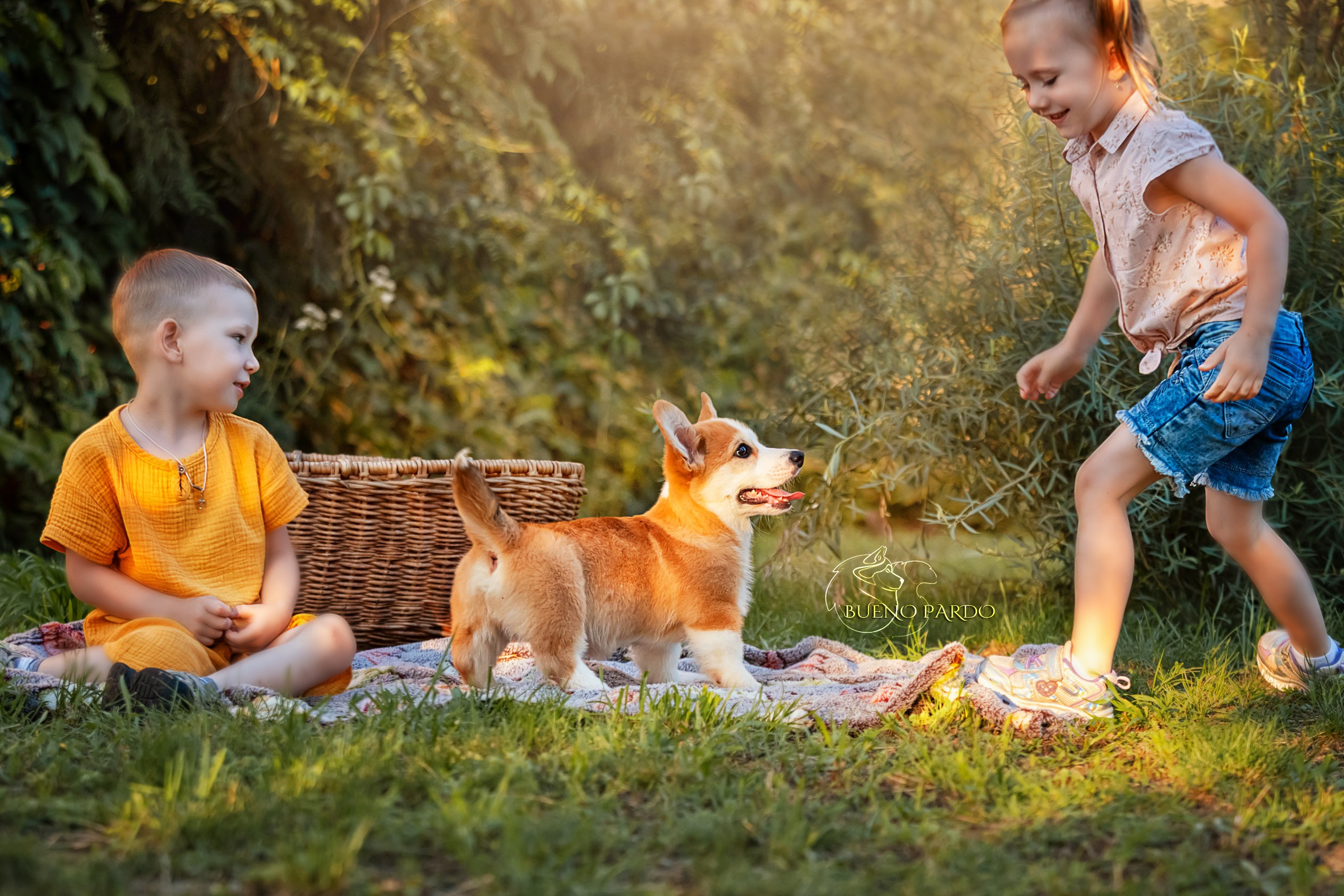 Щенки вельш корги пемброк из питомника. Питомник собак Акита, Хаски, Корги