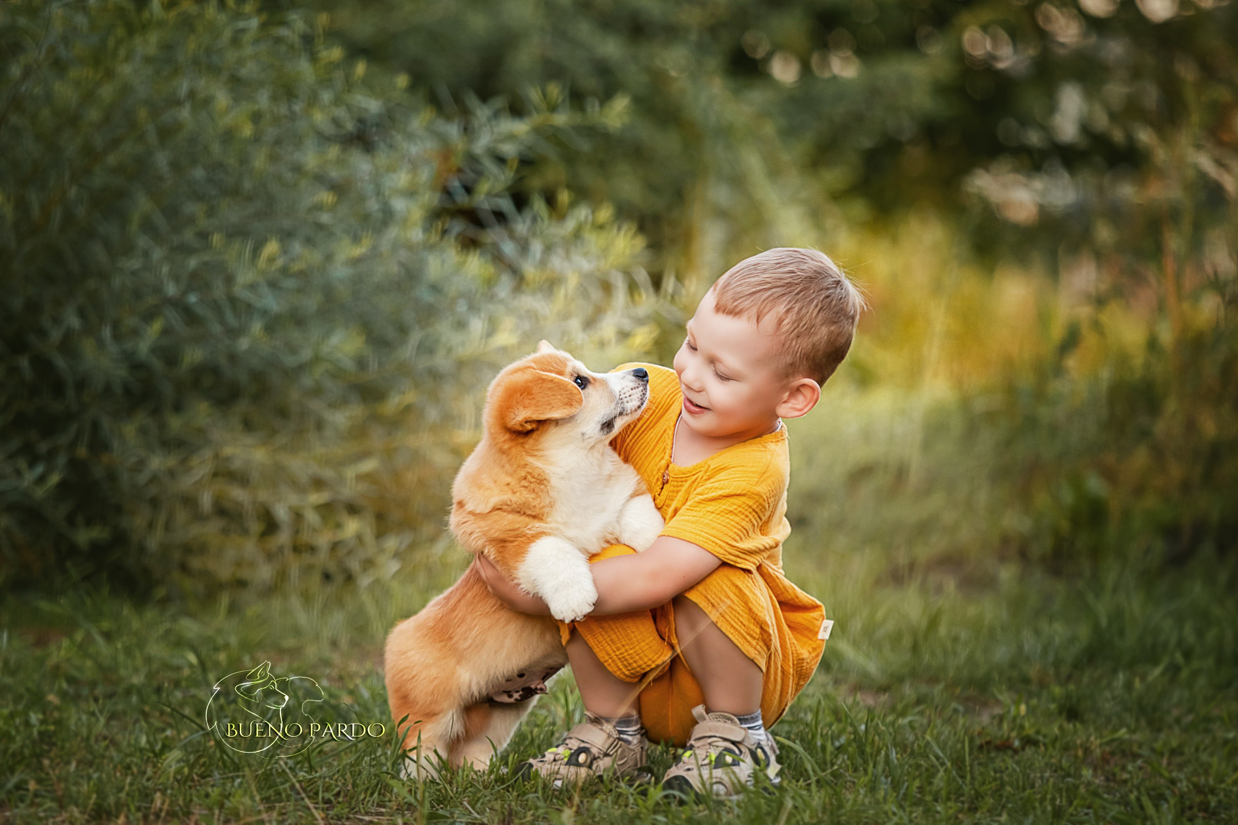 Щенки вельш корги пемброк из питомника. Питомник собак Акита, Хаски, Корги