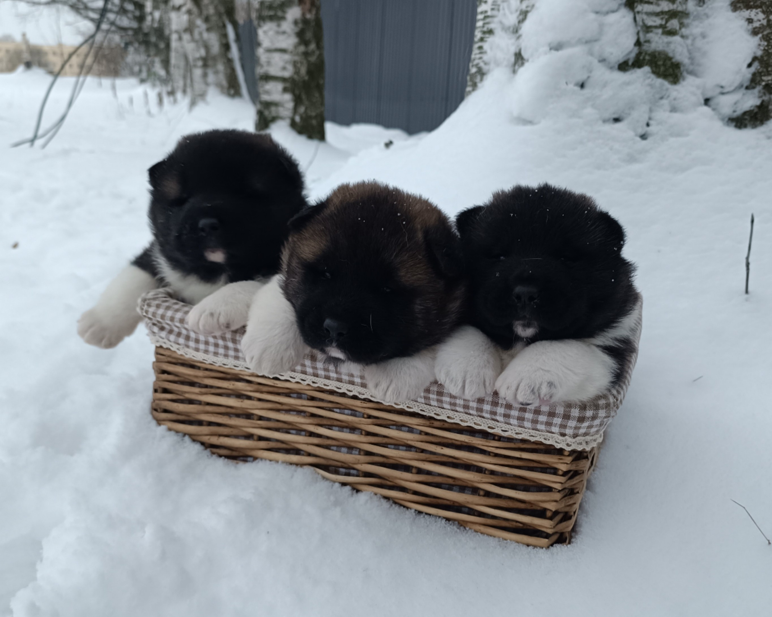 Американская акита  щенки питомник Санкт-Петербург клубные щенки Американская акита питомник RUBYLIGHT Рубилайт купить щенка американской акиты