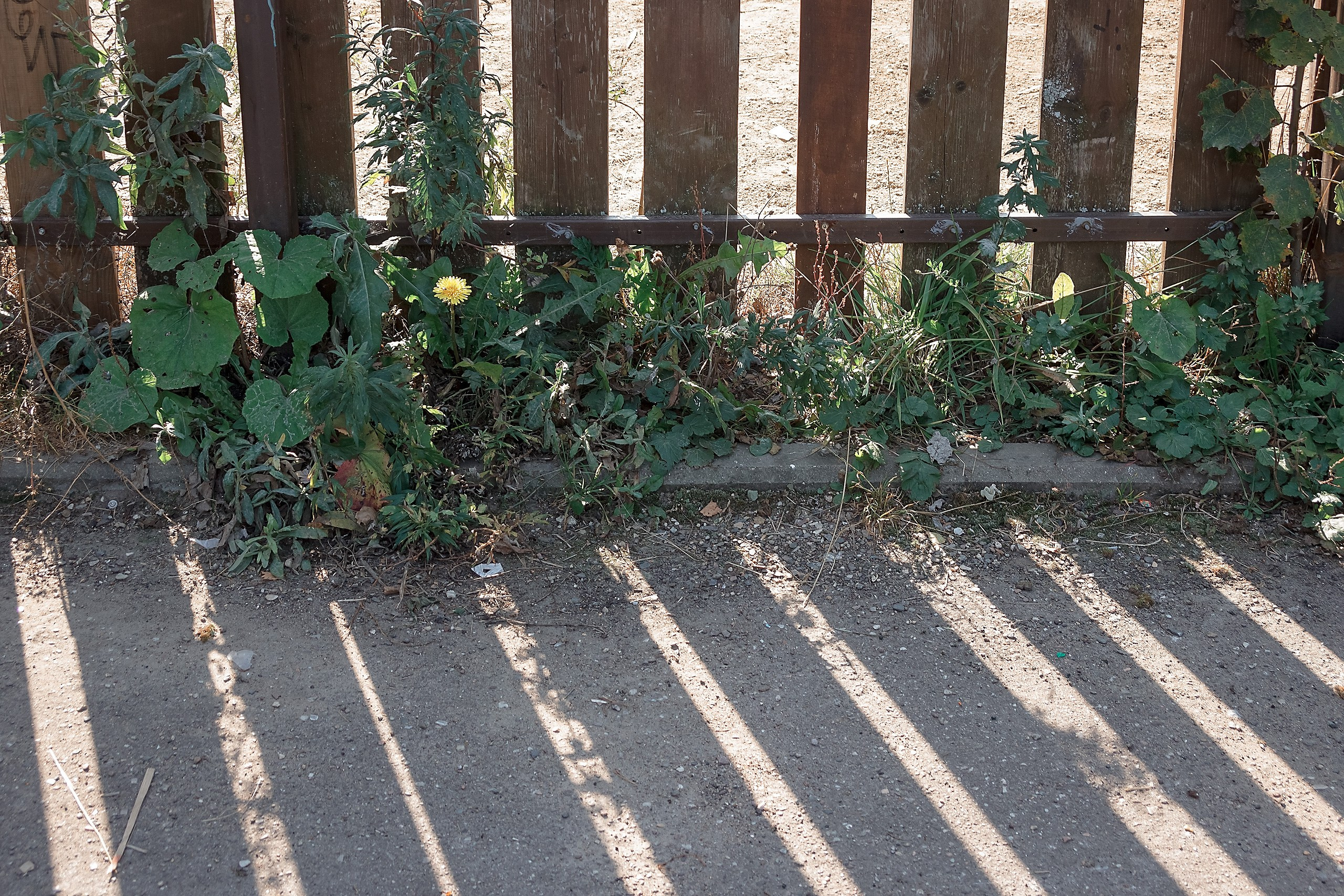 Никогда ни к чему не привыкайте. Аmat Victoria Сuram