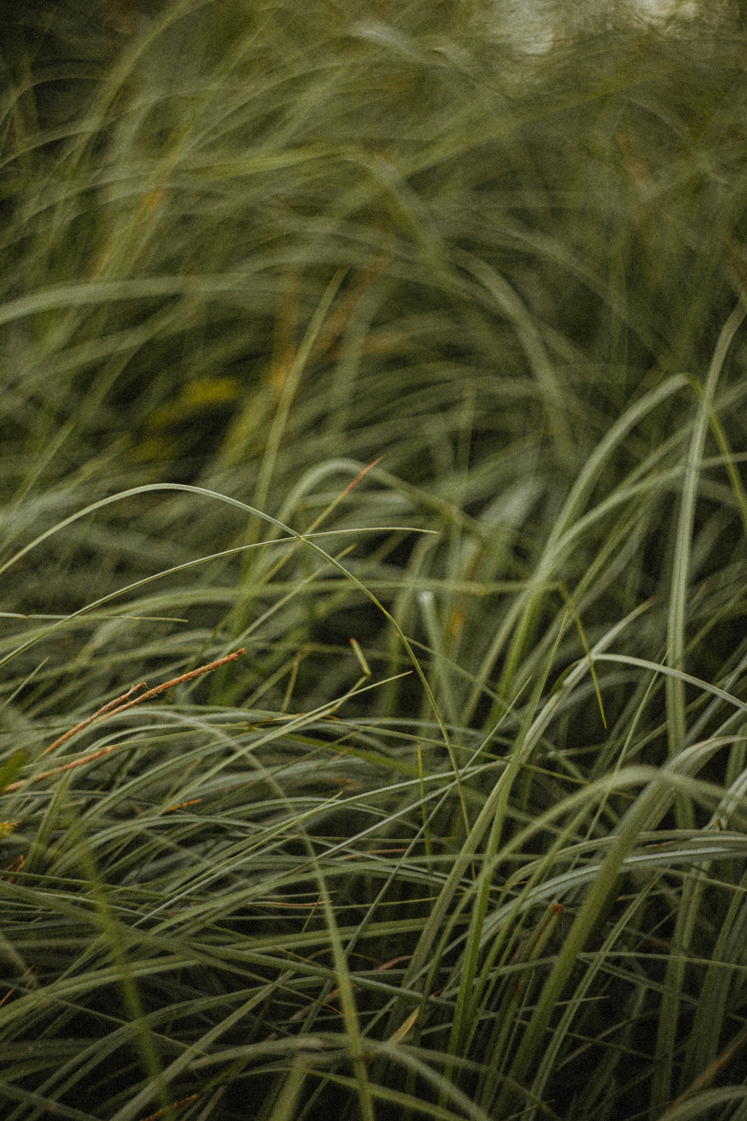 JULIA. Портретный и Семейный фотограф в Санкт-Петербурге Rocket Alice