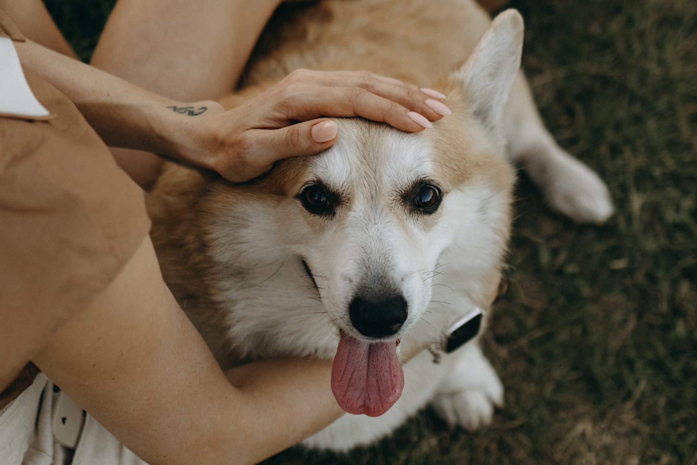 Кристина и Шелби. Фотограф — Анималист | Санкт-Петербург
