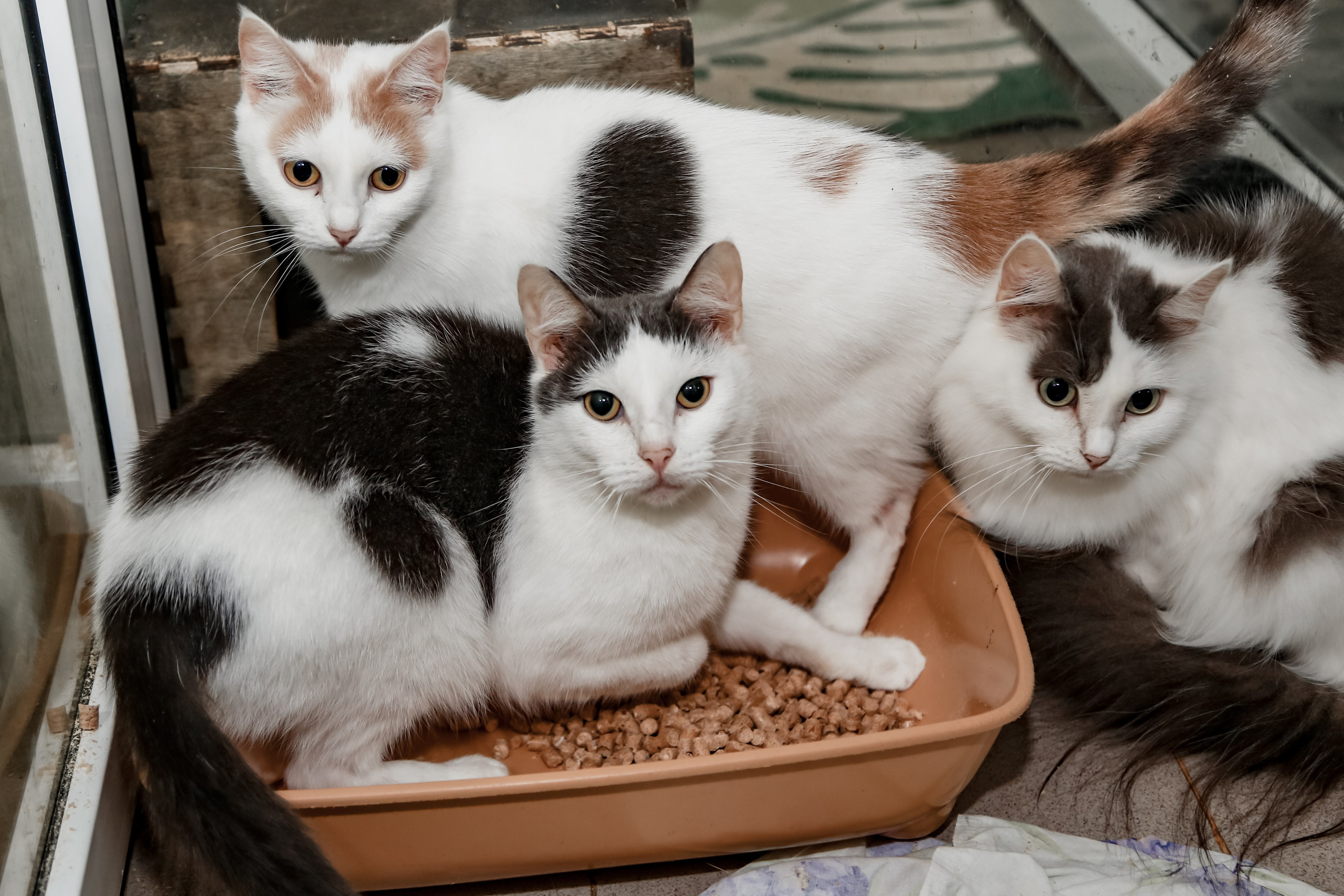 Приют Кошкин Дом Филимоша. Ваш фотограф в Оренбурге Рощупкина Екатерина