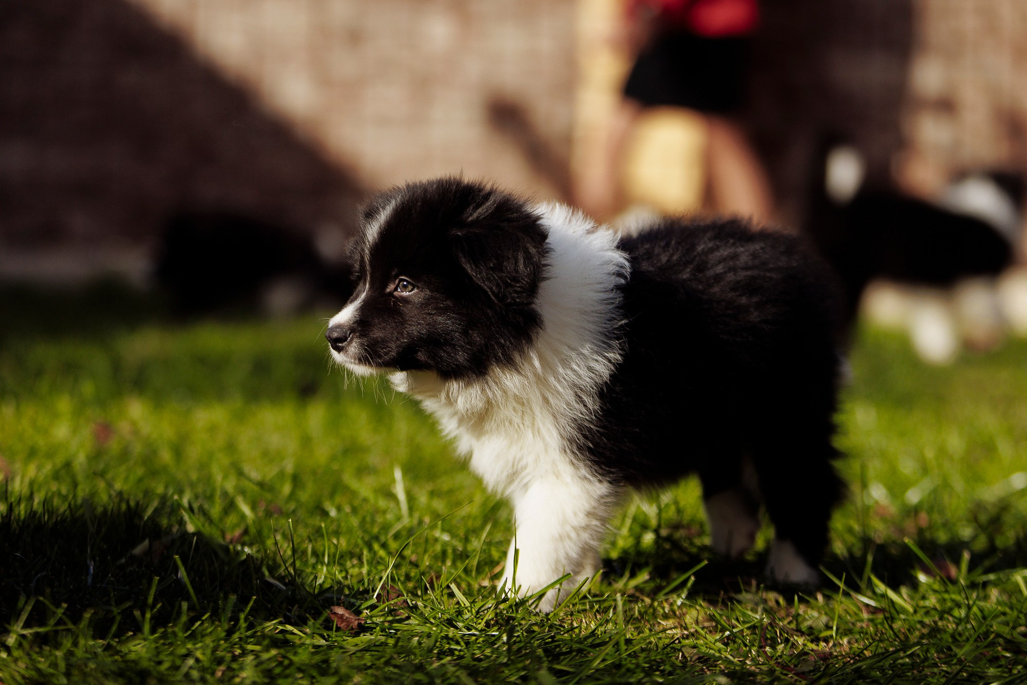 У дома с большой компанией от мала до велика. О нас