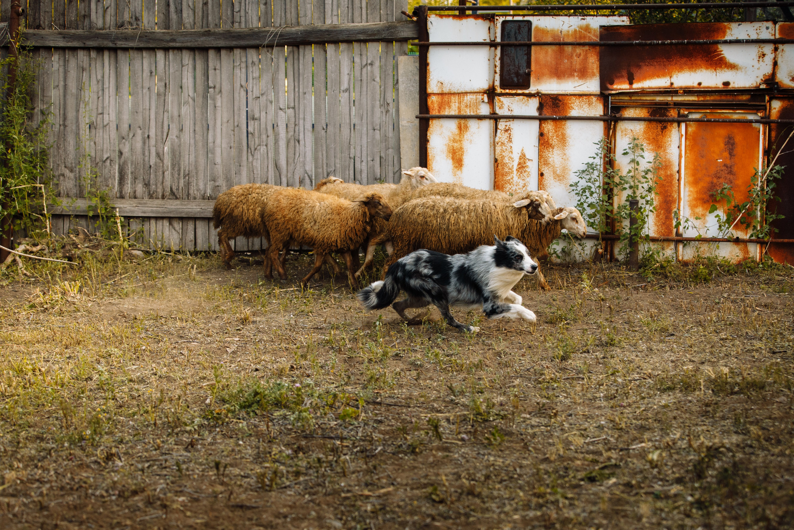 Овечий день. О нас