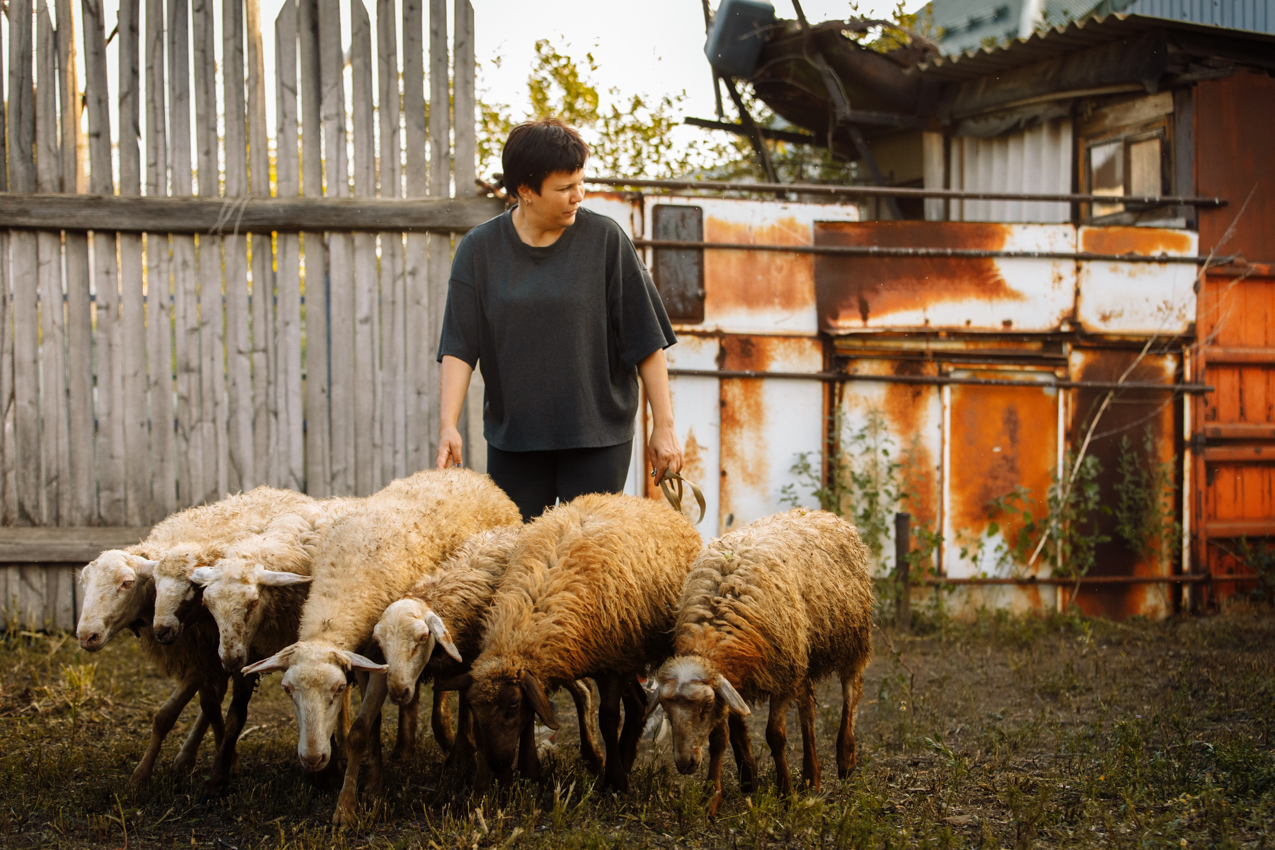 Овечий день. О нас