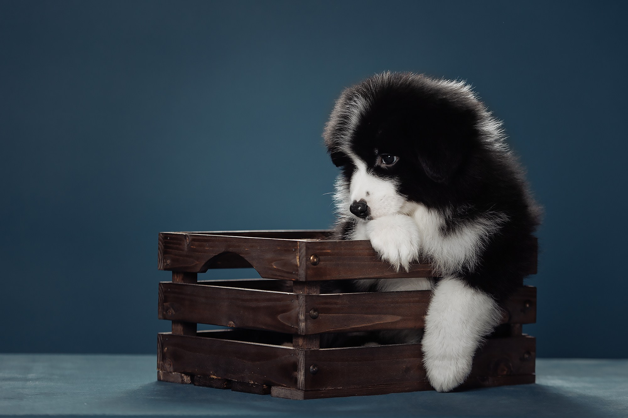 Синева. О нас