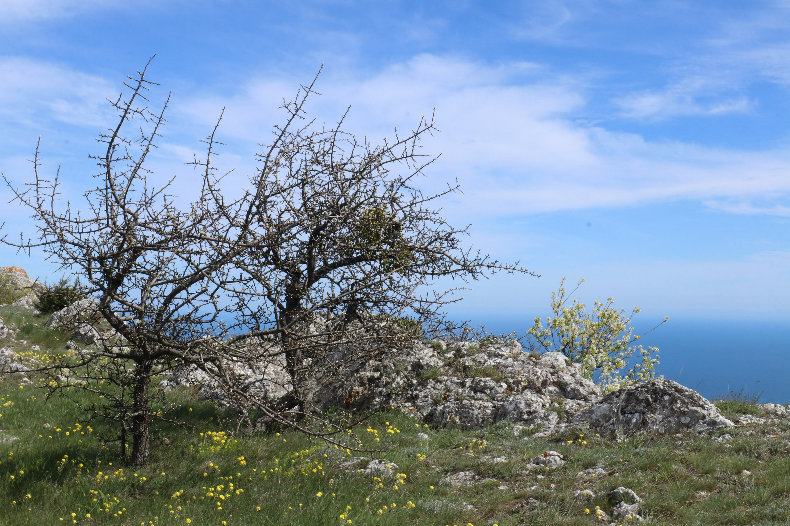 Крым. ЮБК (Севастополь, Кастрополь, Ялта). Май 2023. Путешественник-фотограф из Санкт-Петербурга Татьяна Свистулина