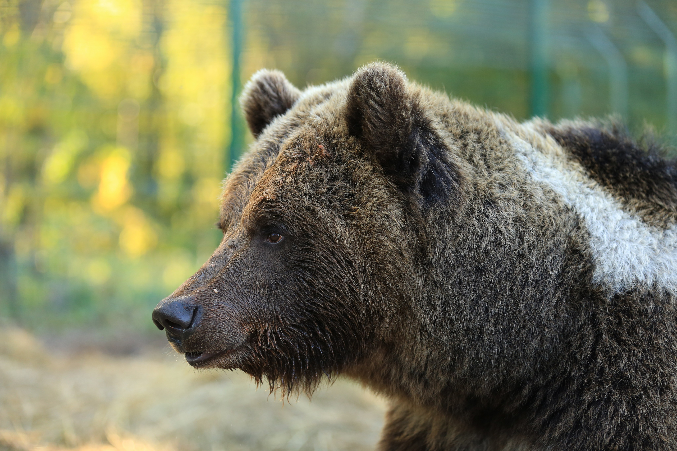 Медведь Мансур. Фотоальбом показывающий увлекательный мир авиации и мир медведей Андрея Иванова