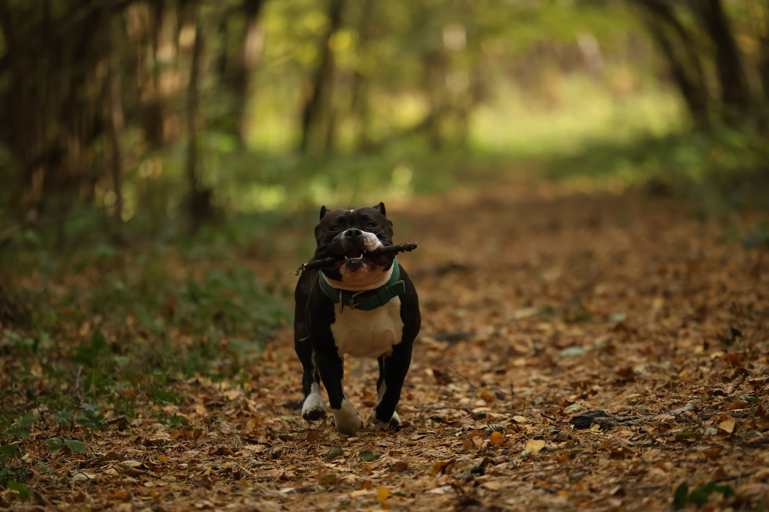 Бумер. Виктория Михайловская. Фотограф-анималист. Москва