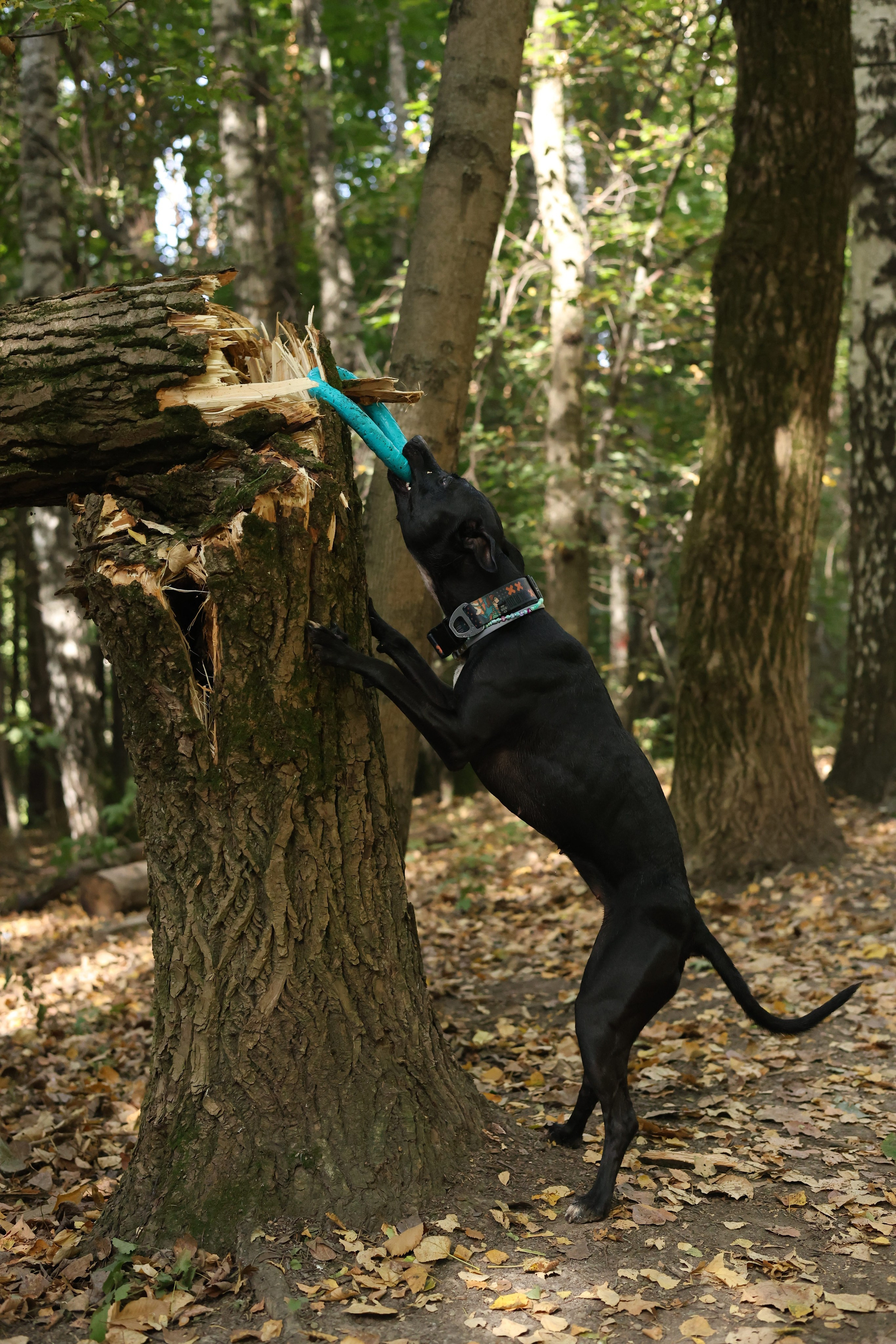 Алена и Бора. Виктория Михайловская. Фотограф-анималист. Москва