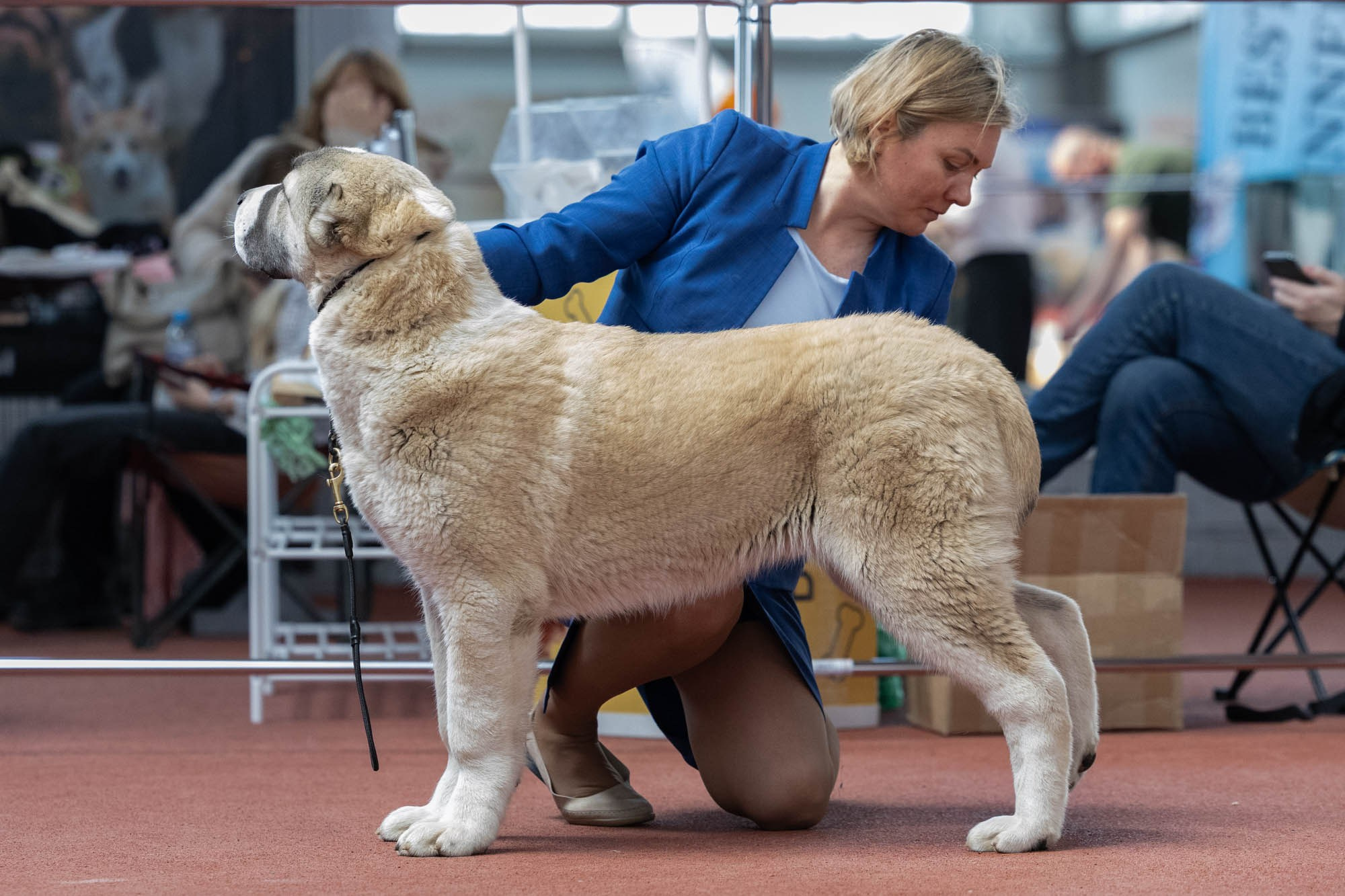 IDBC. Виктория Михайловская. Фотограф-анималист. Москва
