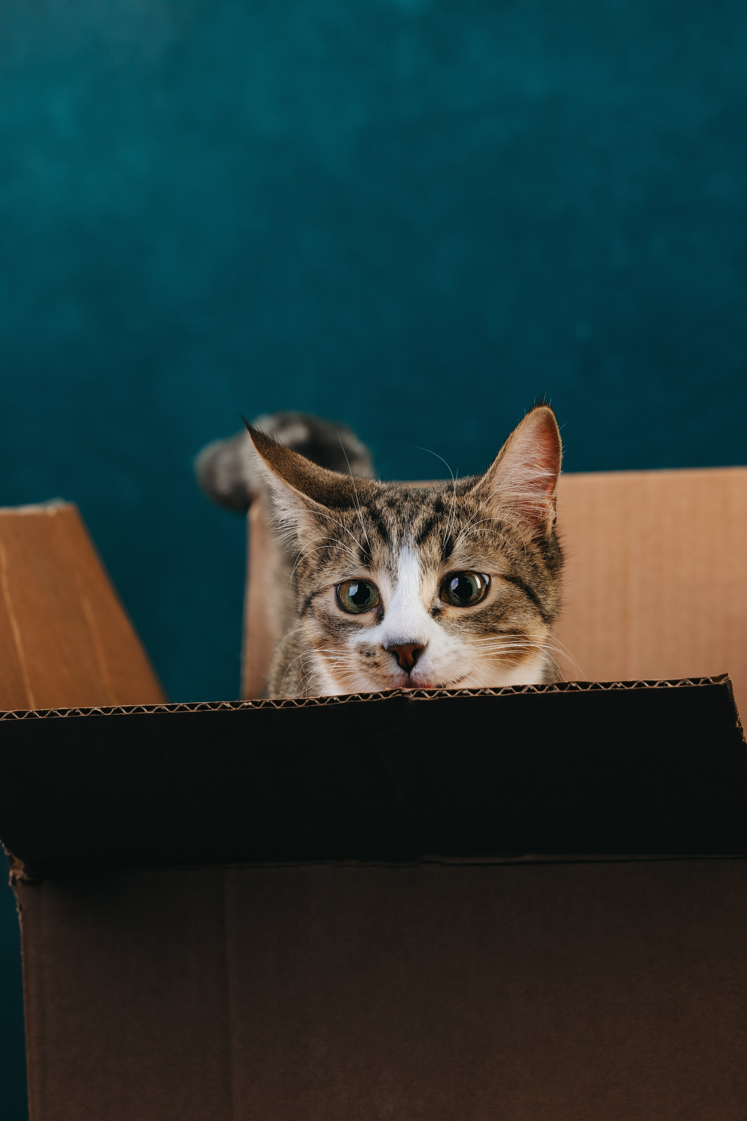 Коты Сет и Квентин. Фотограф анималист Осипчикова Мария