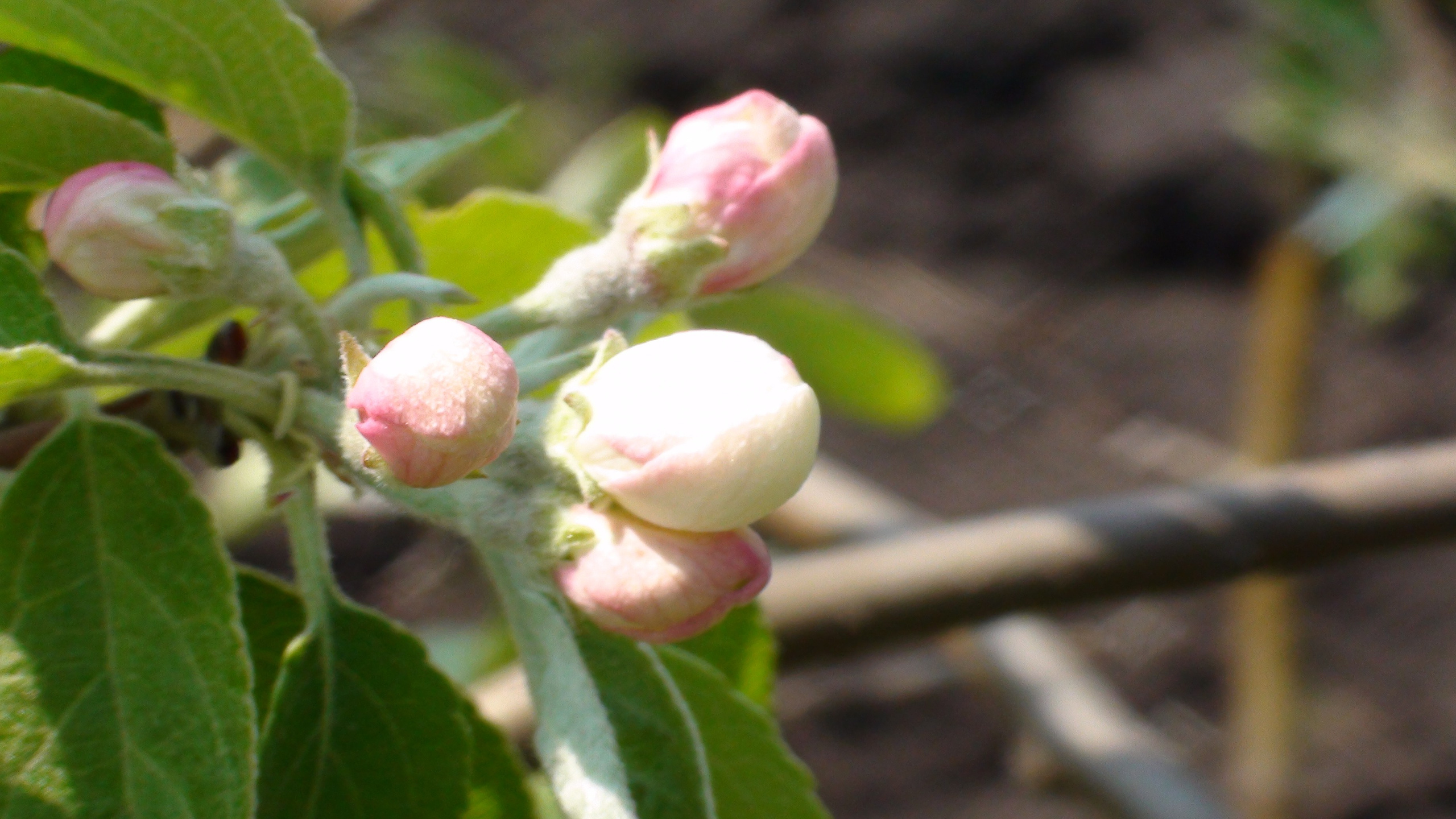 Дача 07.06.2009. Семейный, Свадебный фотограф СПБ Питер— Романова Екатерина