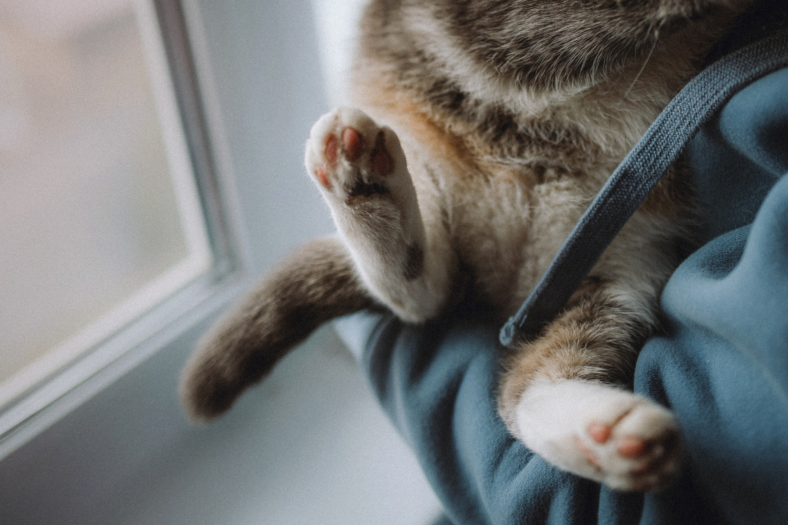 Леброн, Муся и их семья