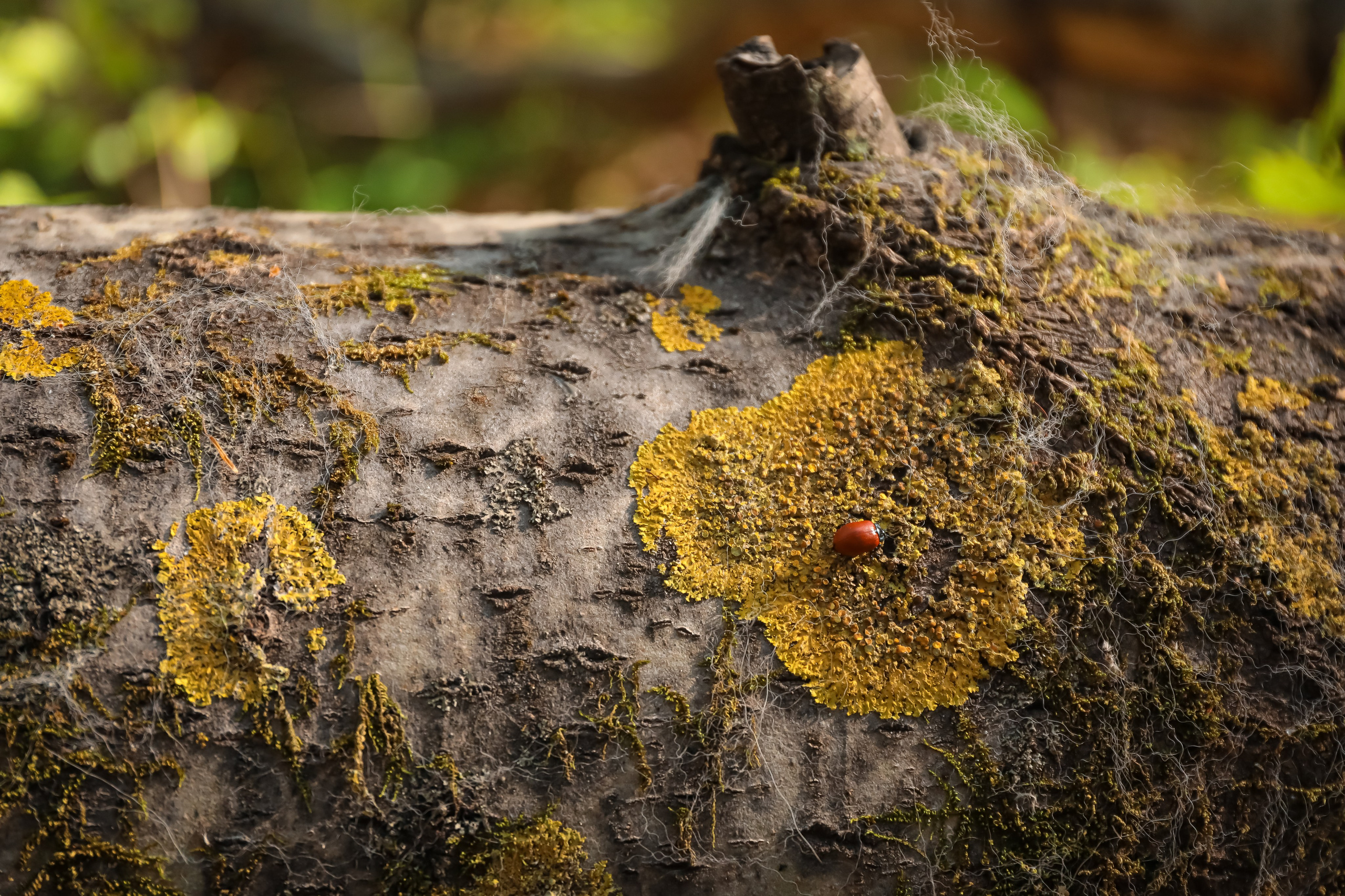 В сосновом лесу. Фотограф г. Хабаровск. Семейные и индивидуальные съёмки