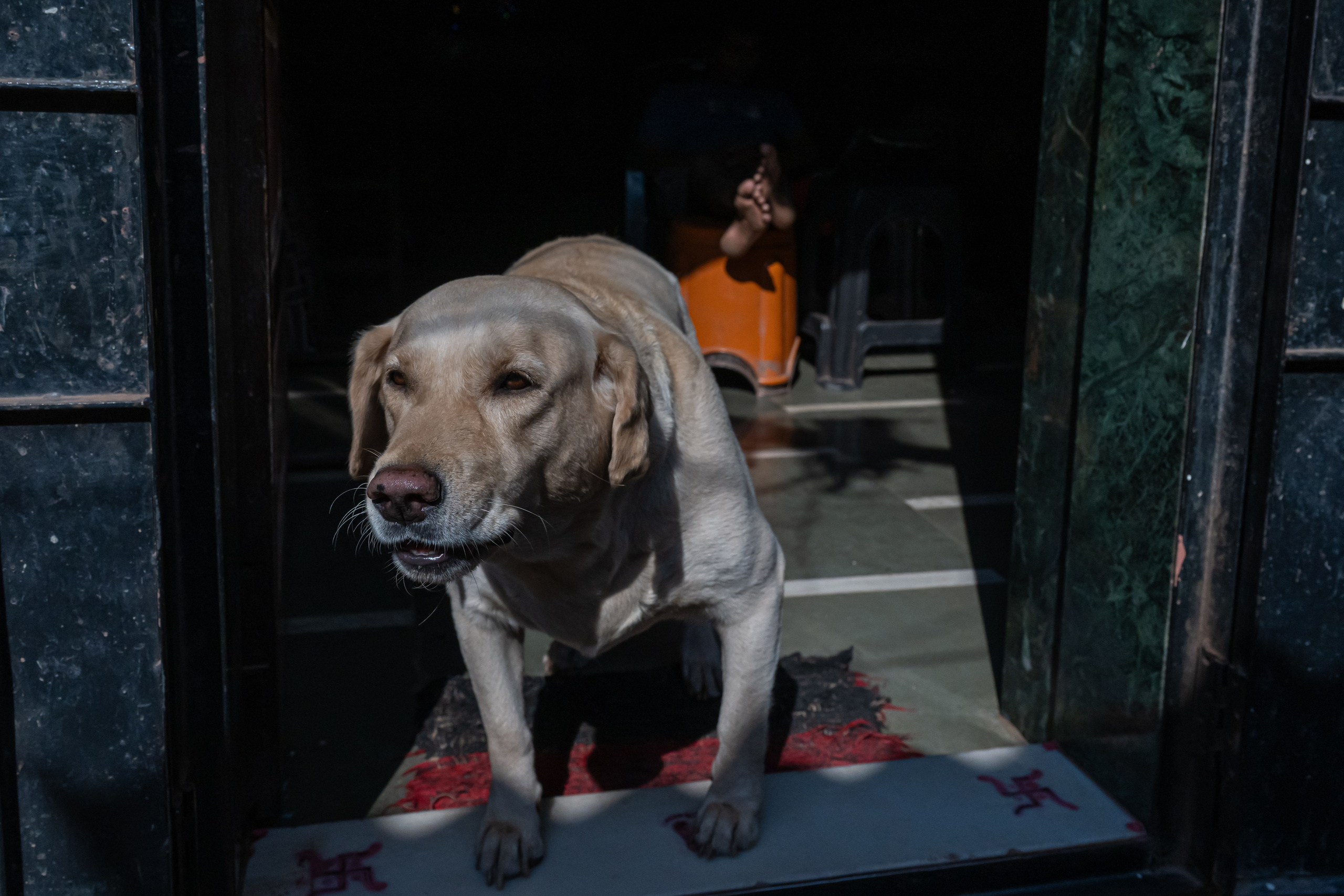 India 2024-2025. Dimitri Bakhtadze photographer