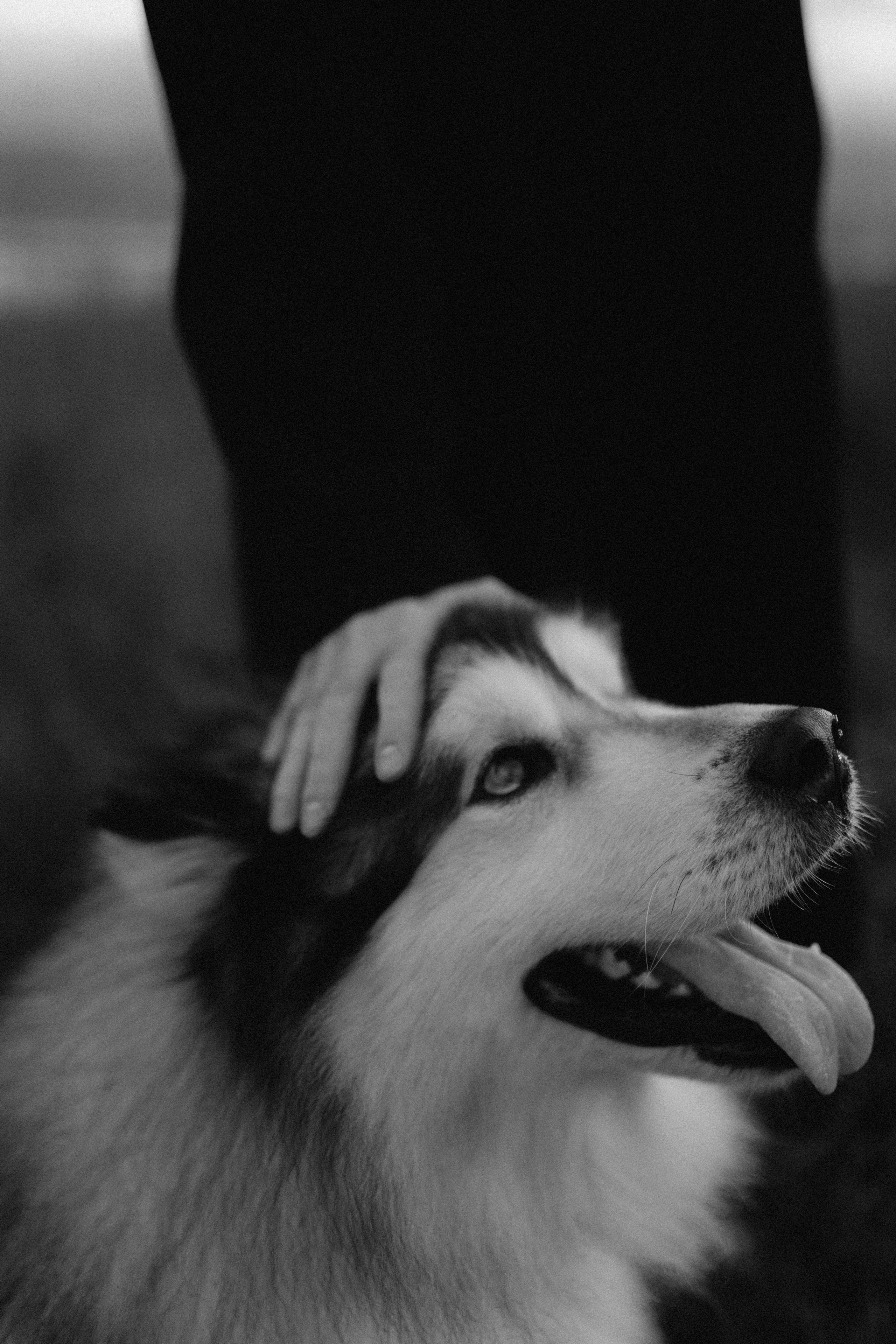 Друг человека. Фотограф Дарья Филатова