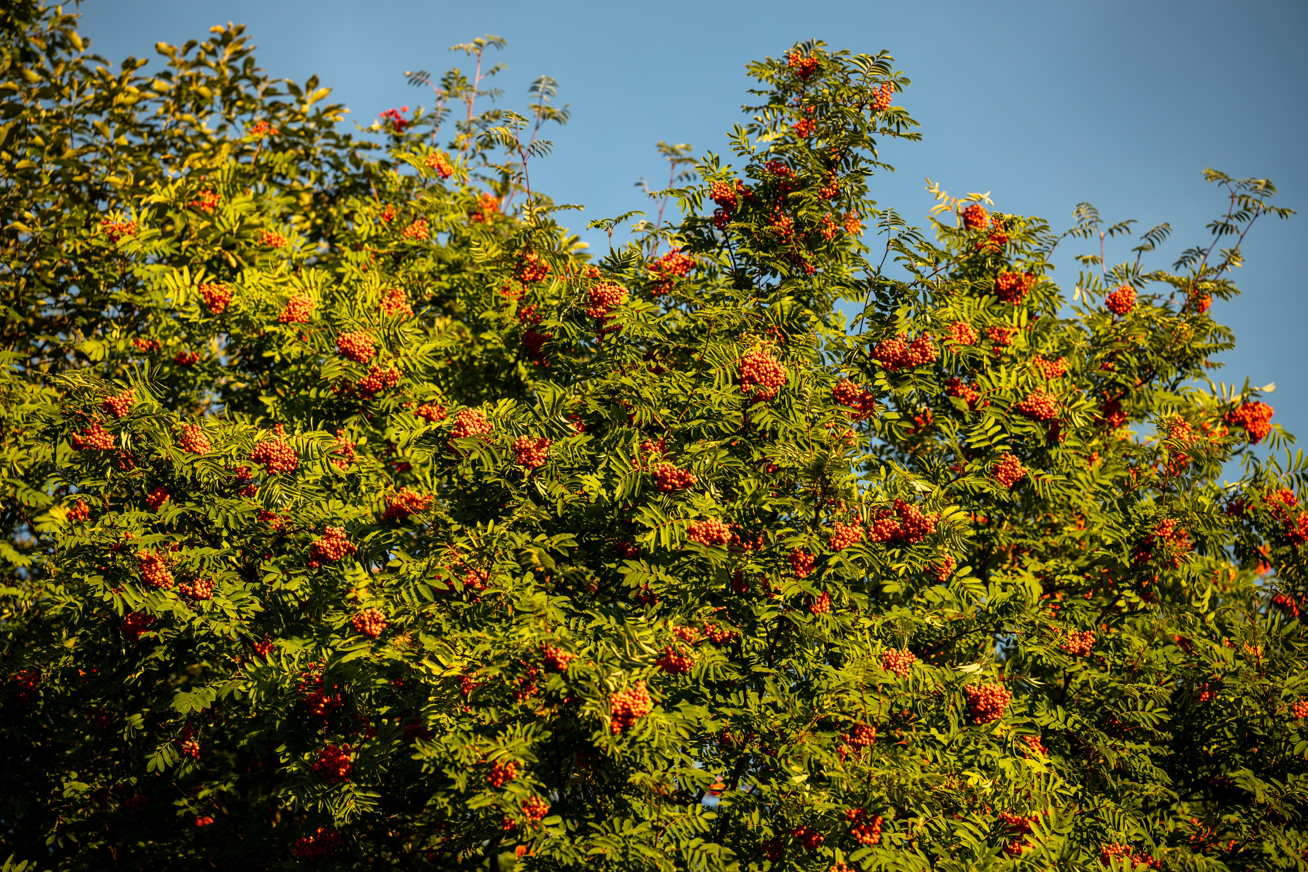 Природные пейзажи. Наталия Клевинскас портретный фотограф в Костроме