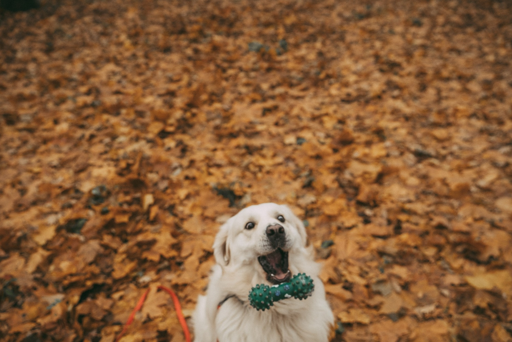 Лена и Мерлин. Фотограф анималист в Москве и Санкт-Петербурге Свиридова Анна
