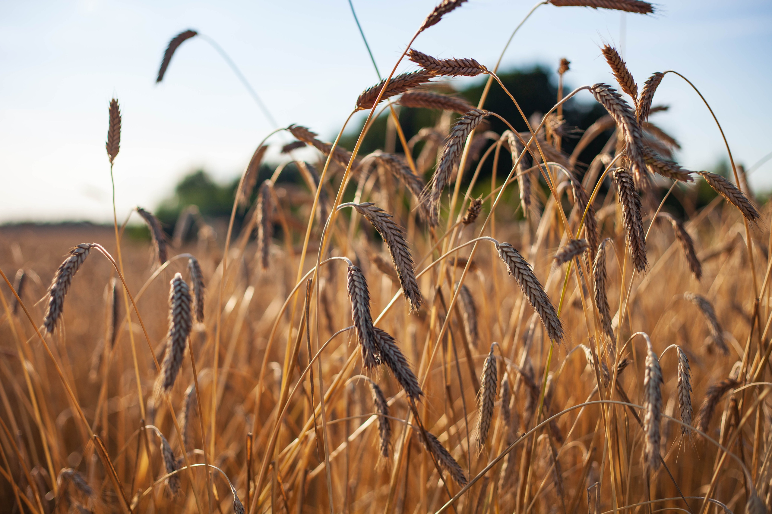 Поля. Портретный, семейный, свадебный фотограф в Брянске Маргарита Василькова