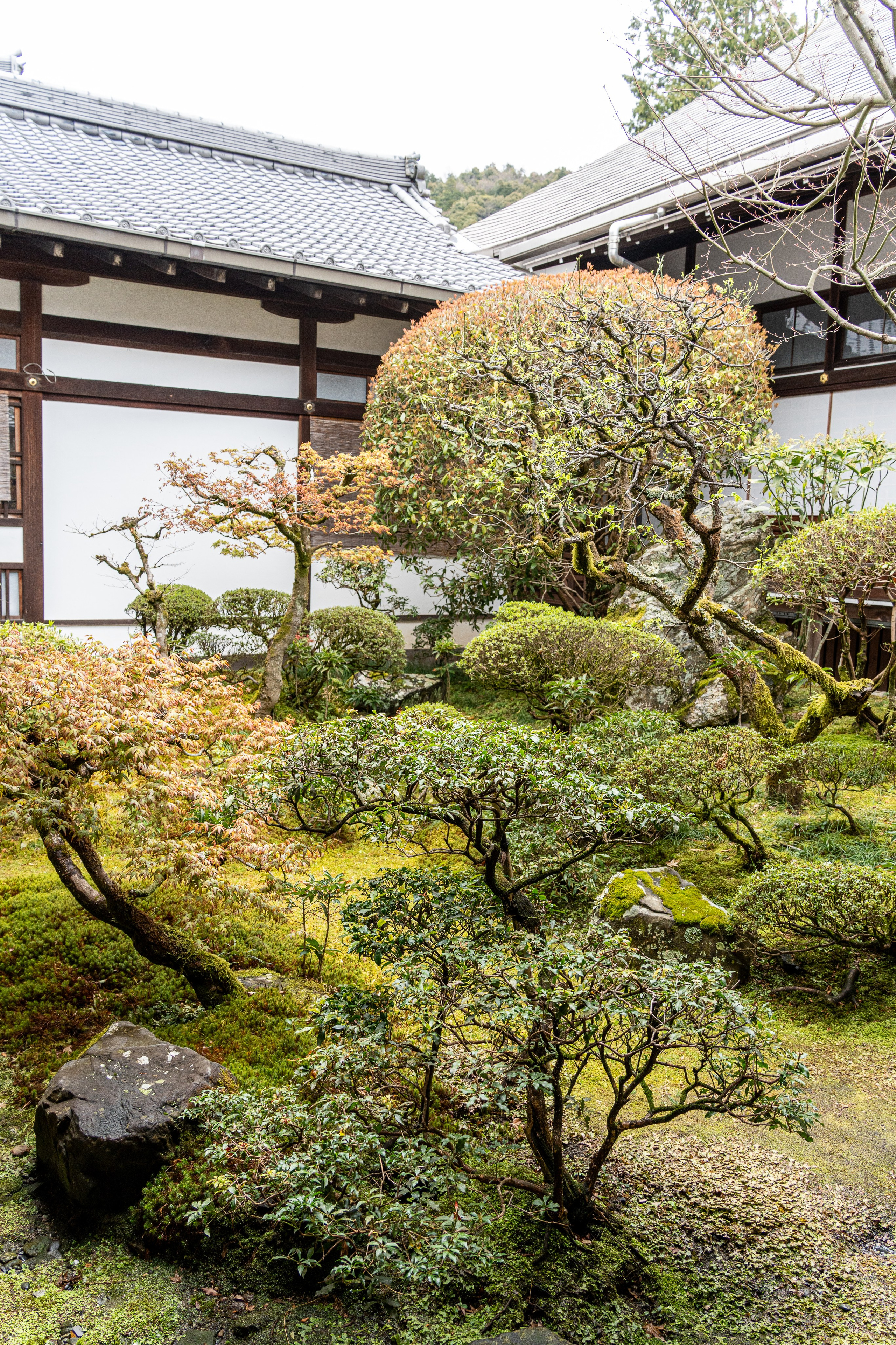 Япония, сакура. Творческие сьемки