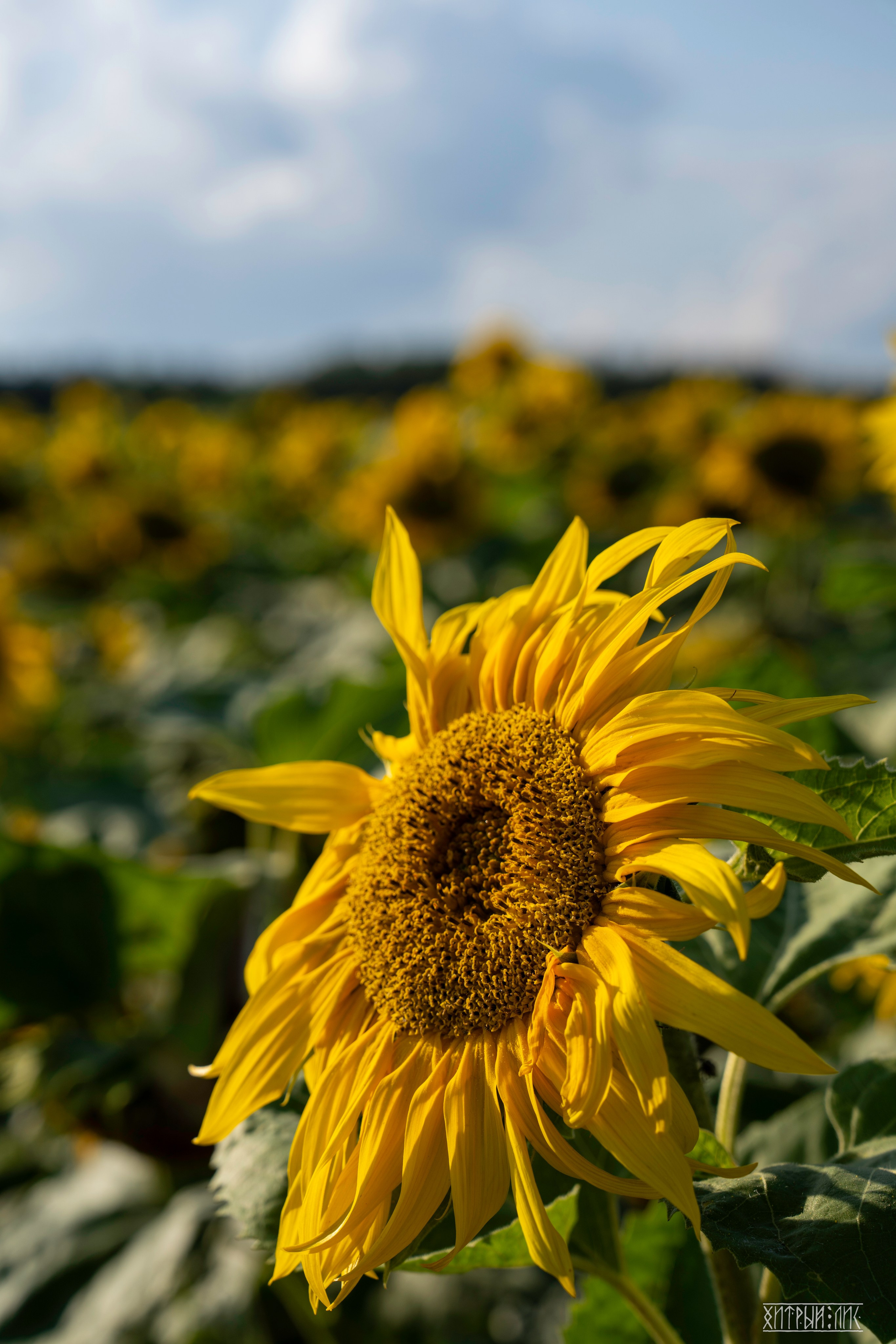 Беларусь. Фотограф-путешественник Самойлов Максим «Sly Fox»