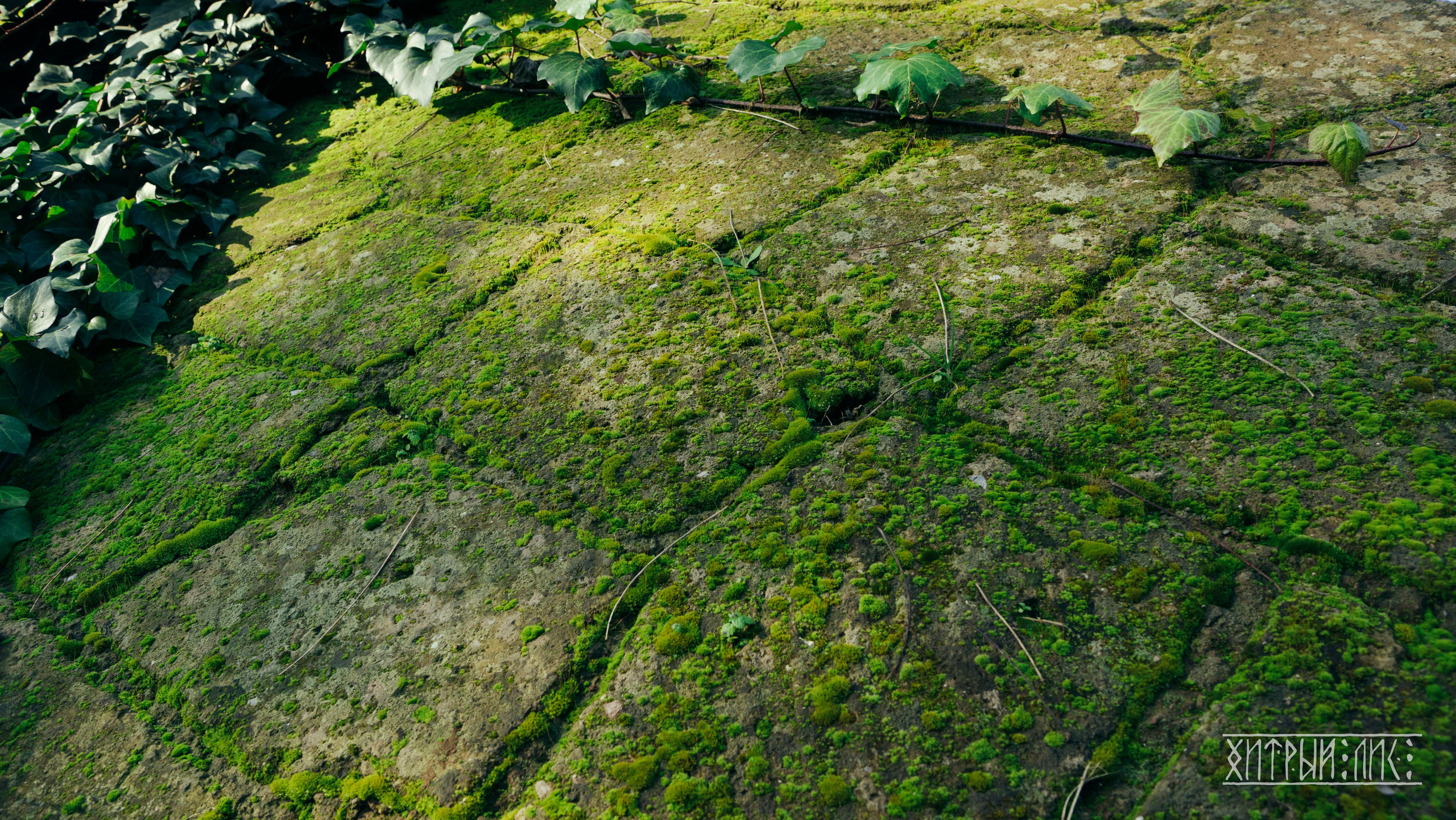 Рим. Фотограф-путешественник Самойлов Максим «Sly Fox»