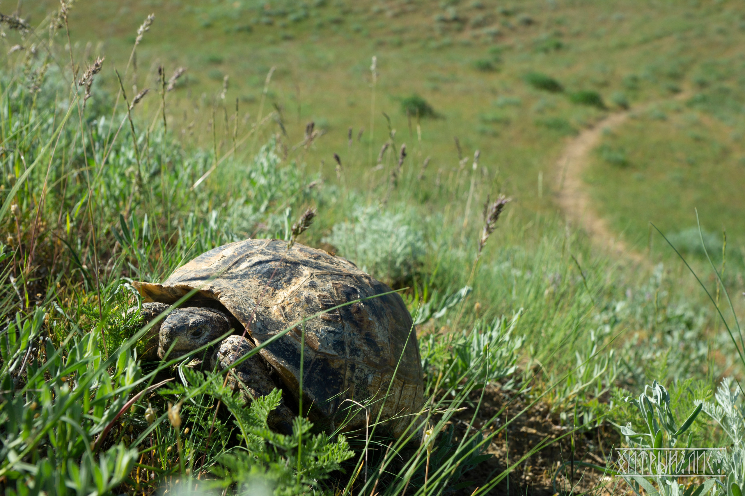 Дагестан. Фотограф-путешественник Самойлов Максим «Sly Fox»