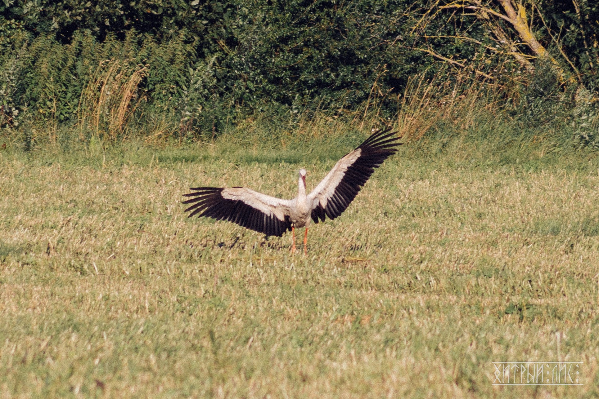 Беларусь. Фотограф-путешественник Самойлов Максим «Sly Fox»