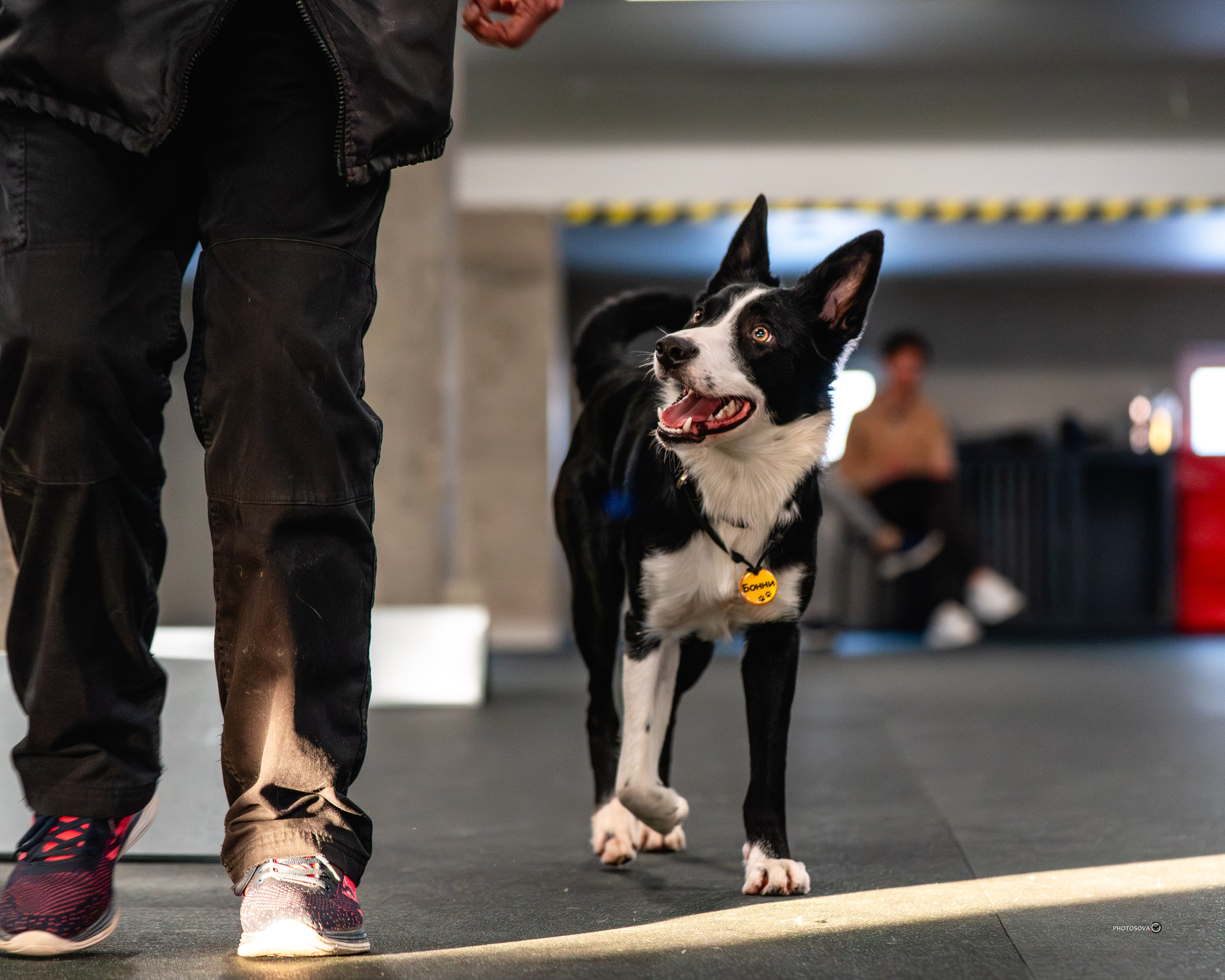 ТЫ И Я (соревнования по ралли-обидиенс). Фотограф-анималист, семейный фотограф в Москве и Подмосковье. Фотосъёмка кинологических дисциплин