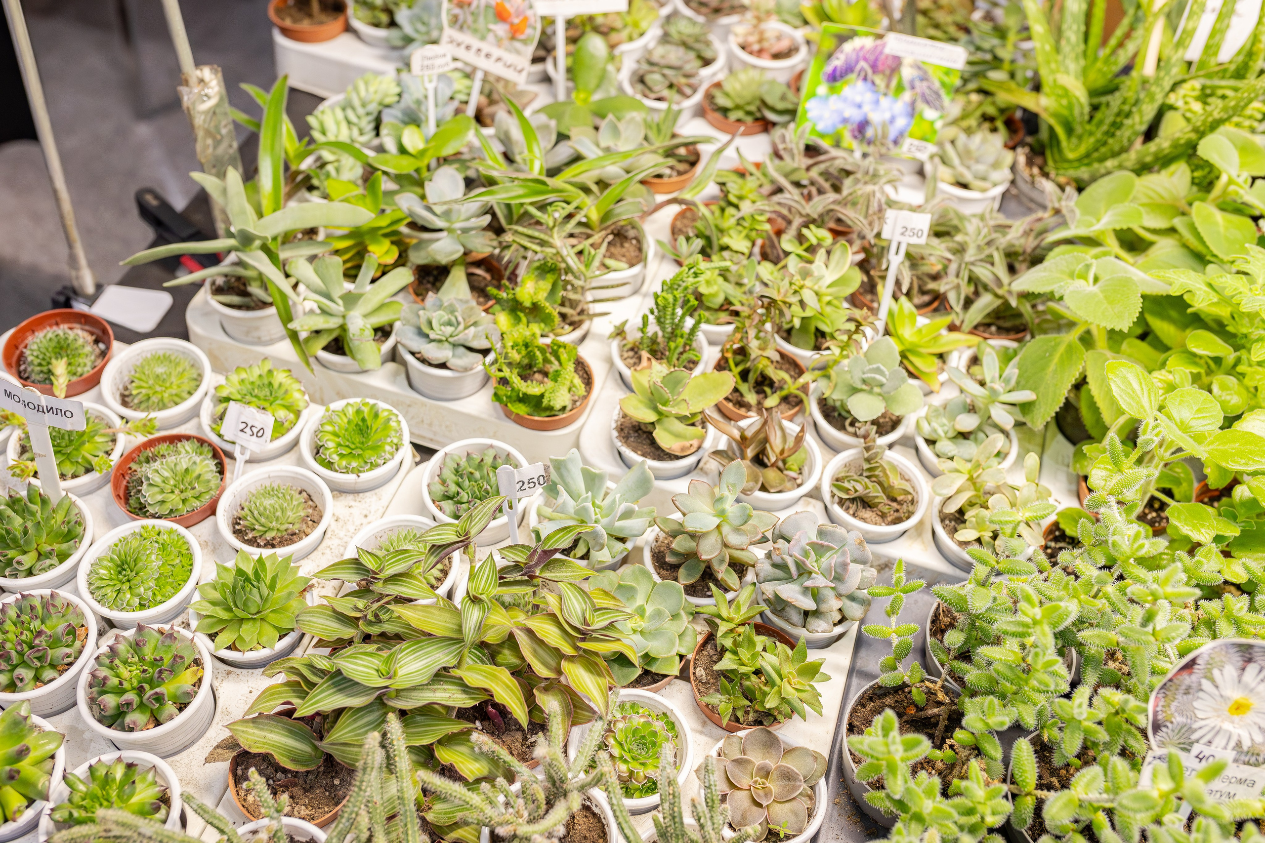 Монстериум апрель 2026. Александра Куликова фотограф, Москва