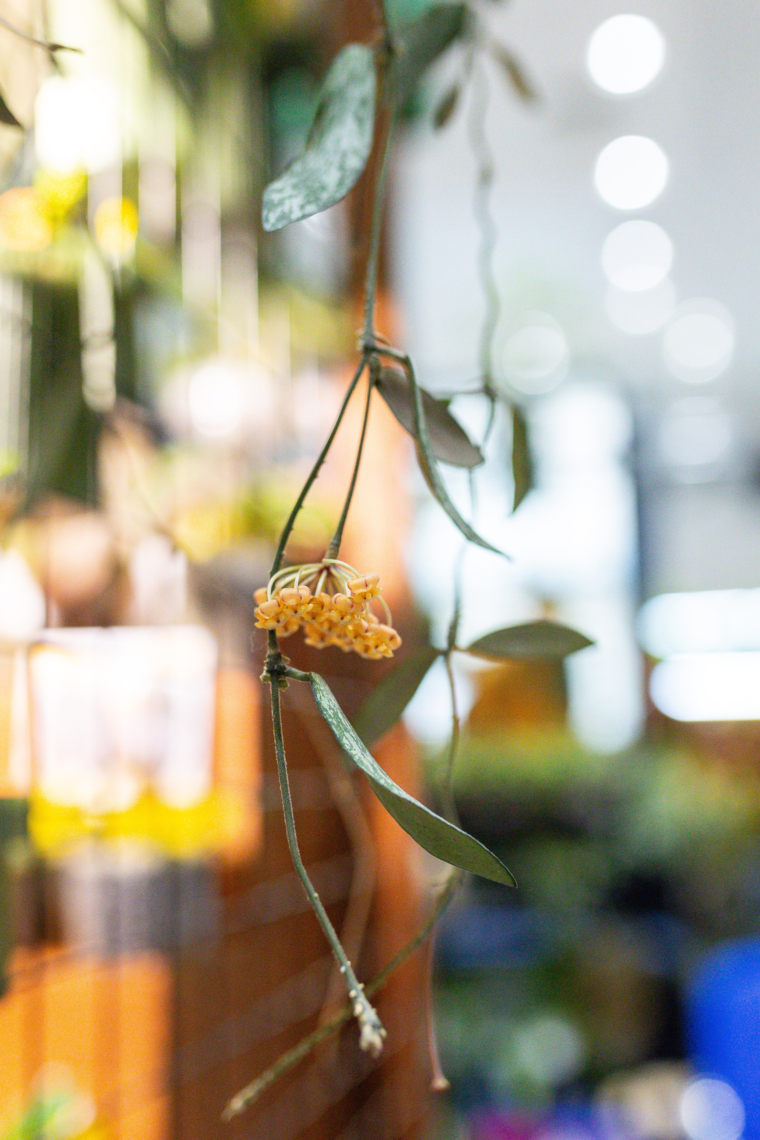 Монстериум 11–12 октября. Александра Куликова фотограф, Москва