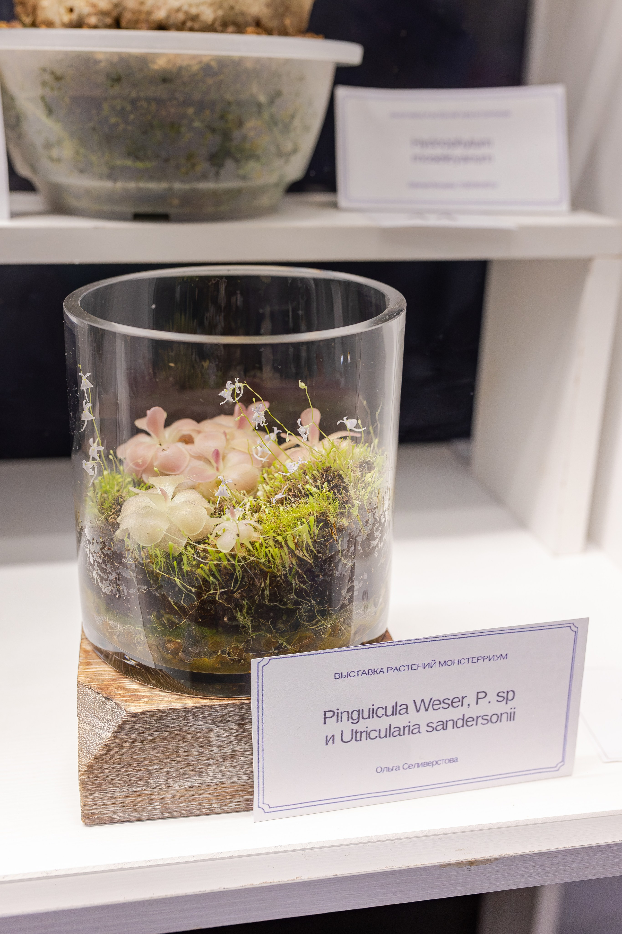 Монстериум апрель 2026. Александра Куликова фотограф, Москва