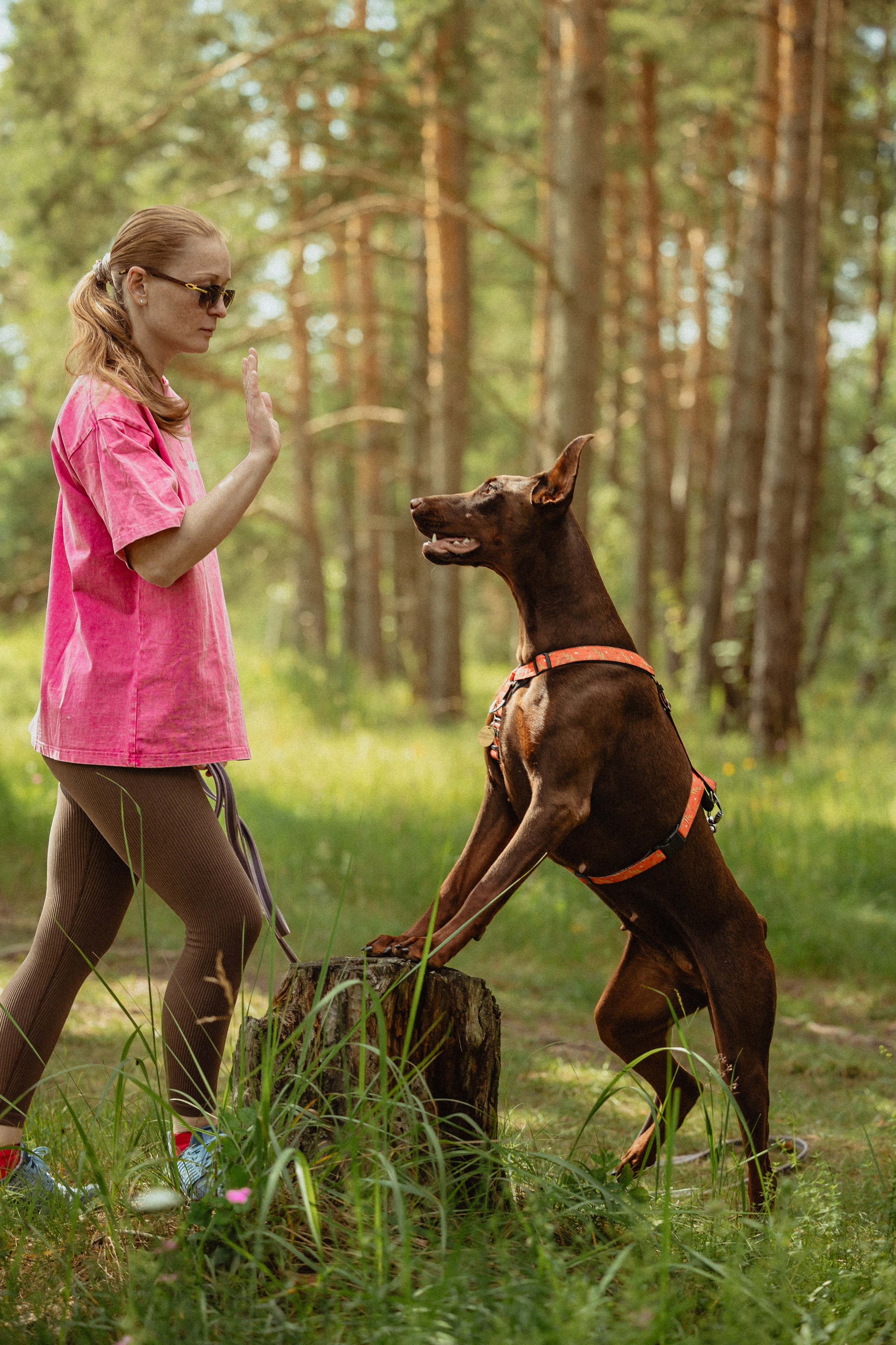 Выездной дог-тренинг от школы «Шерсть имею»