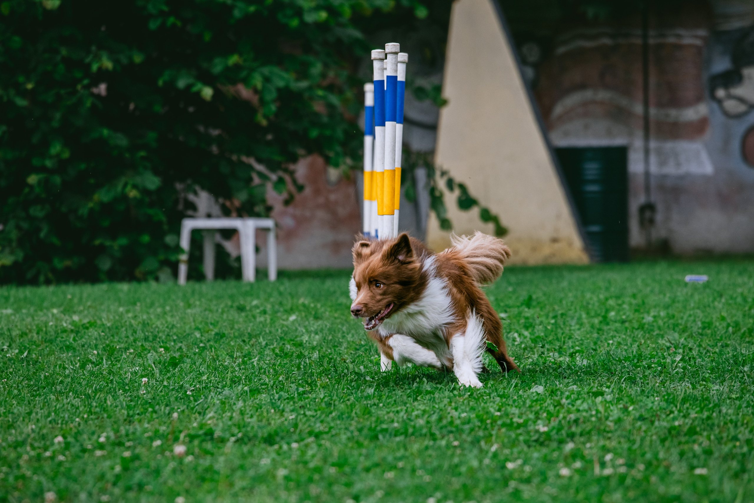 Соревнования по аджилити Долгопрудный 30.06.2025. Фотограф-анималист Татьяна Степанова