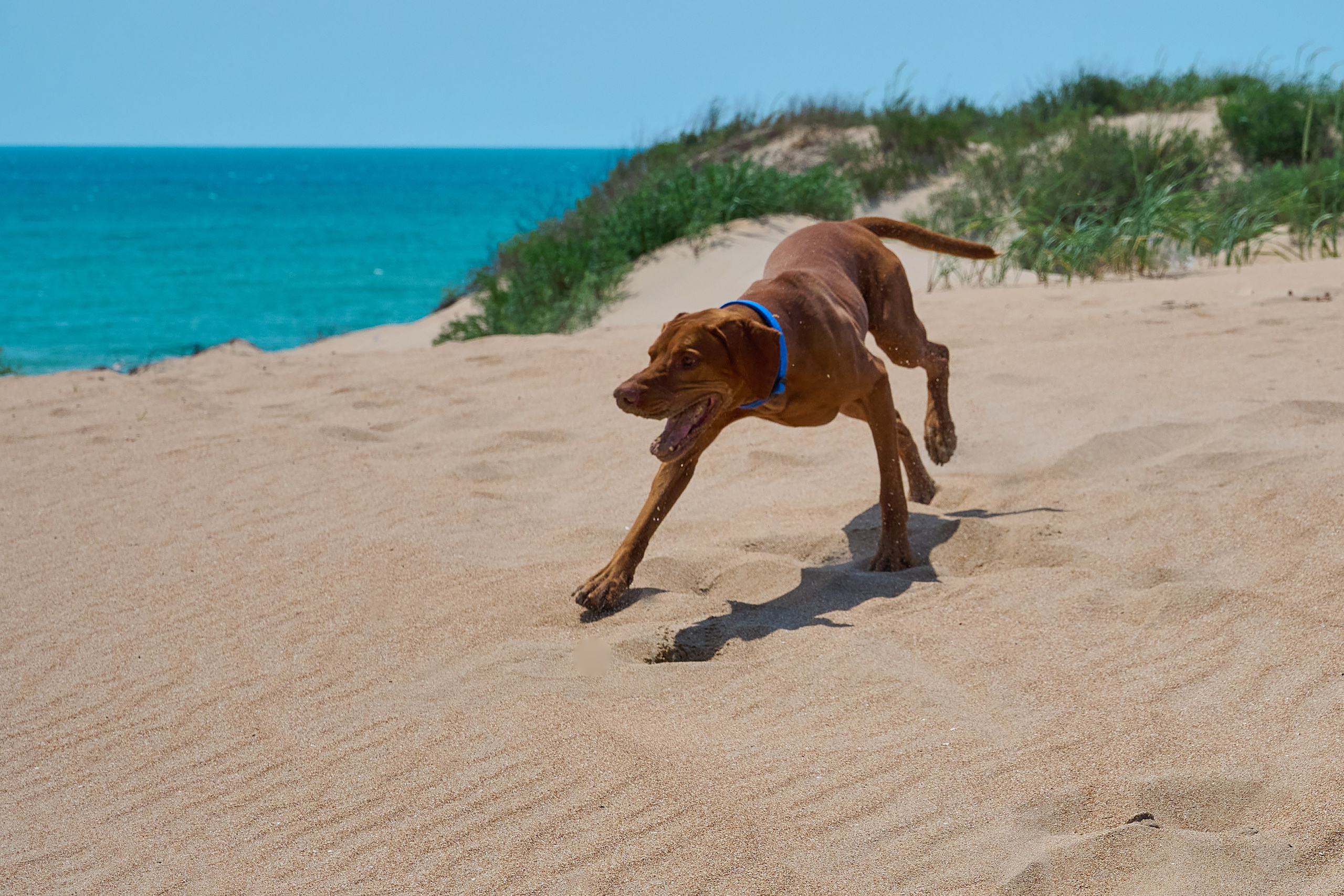 Собака на пляже, венгерская выжла